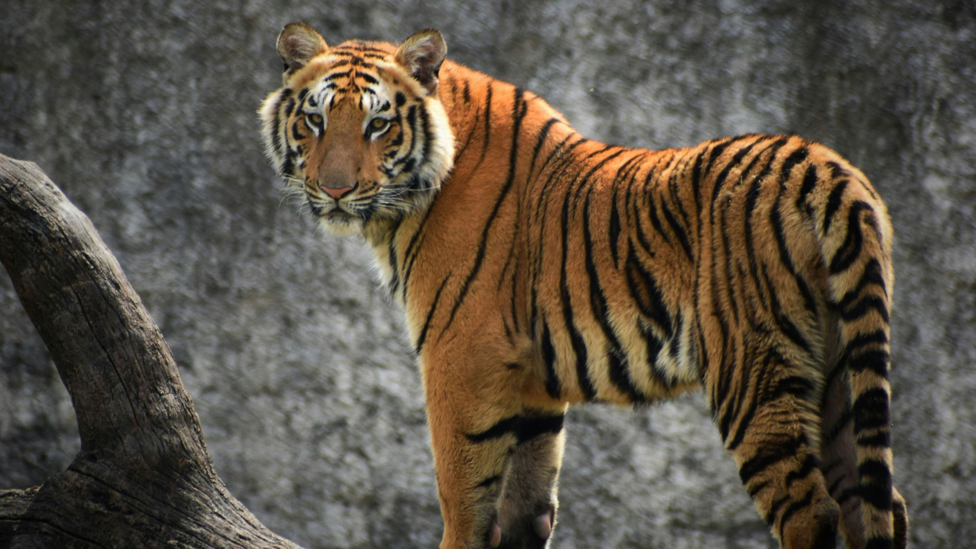 17. Le tigre de Mundachipallam