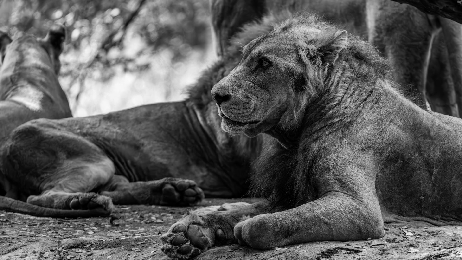 7. Les Lions de Njombe