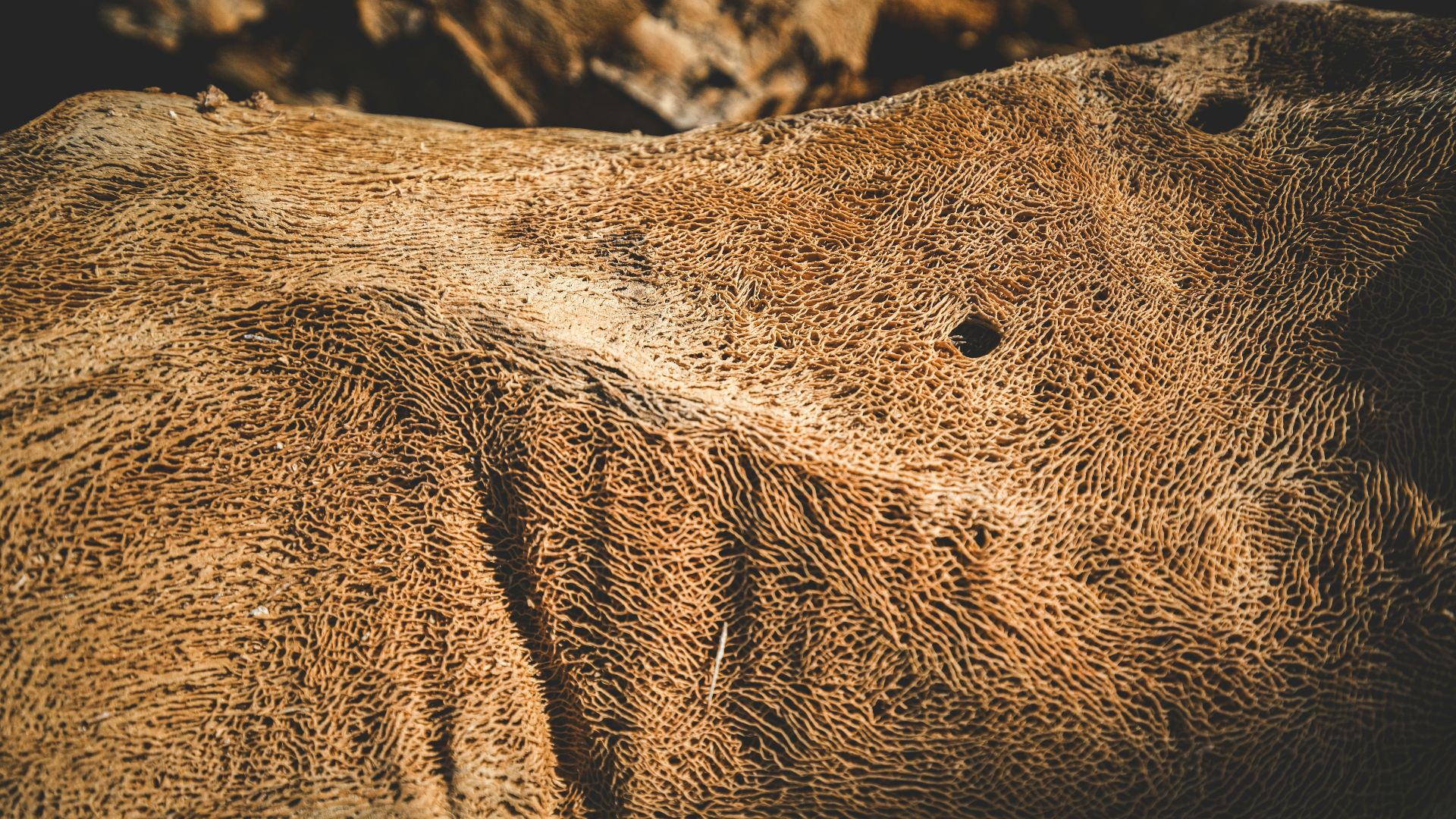 1. Fragment de peau d'élan cousue provenant de la grotte de Cougar Mountain
