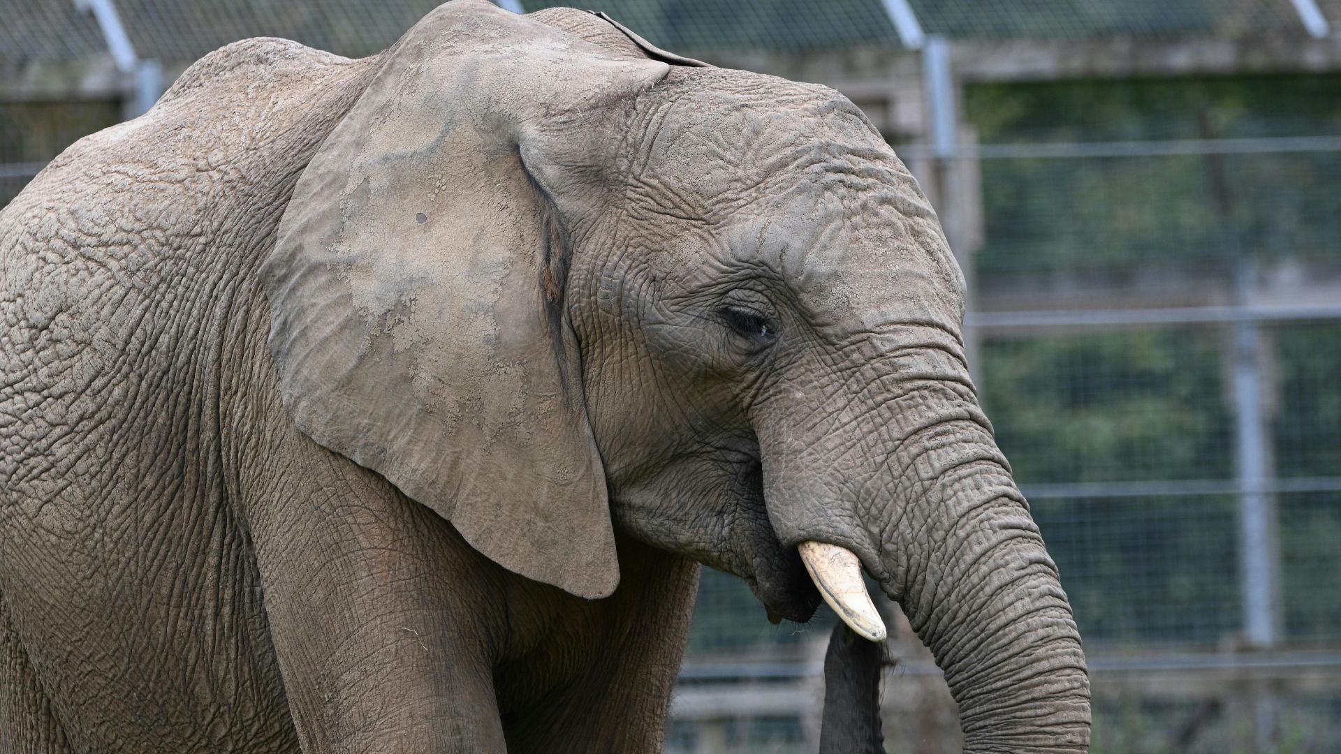 13. Leurs oreilles étaient plus petites que celles des éléphants d'aujourd'hui
