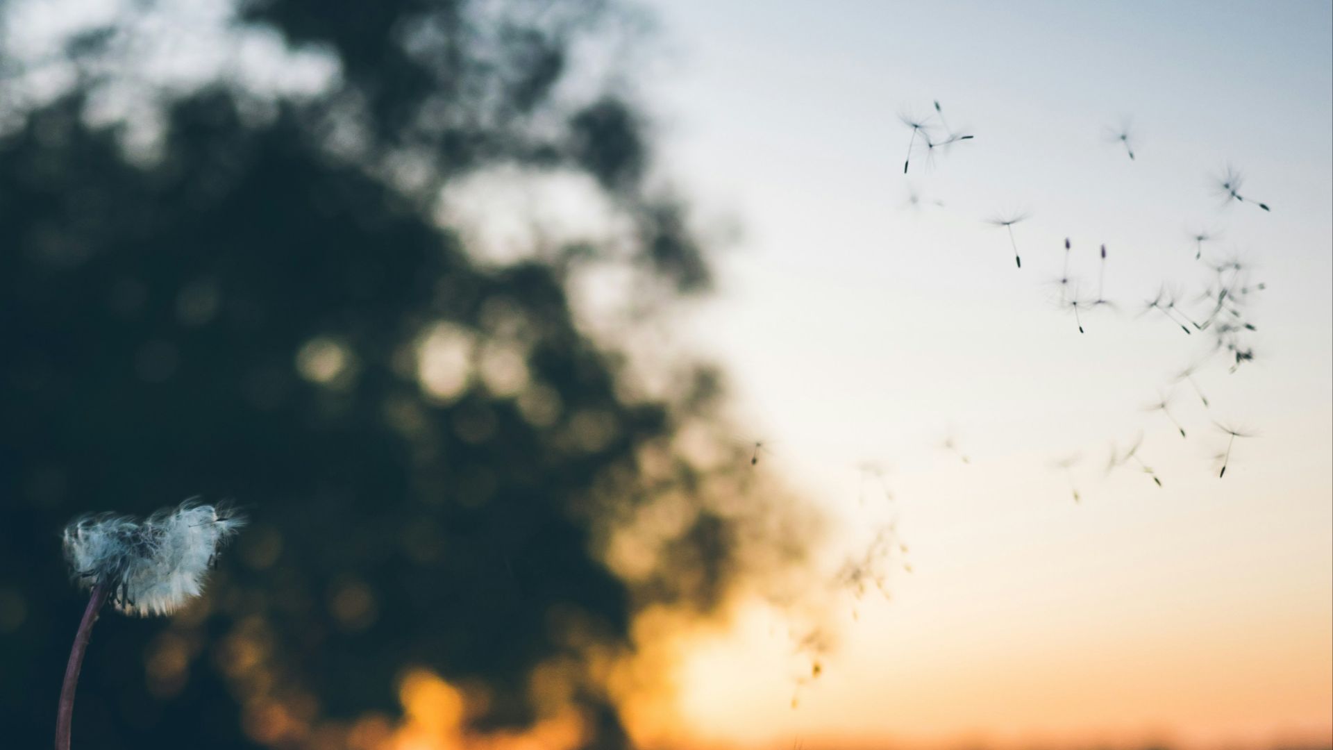 1. Empêchez le pollen de vous suivre