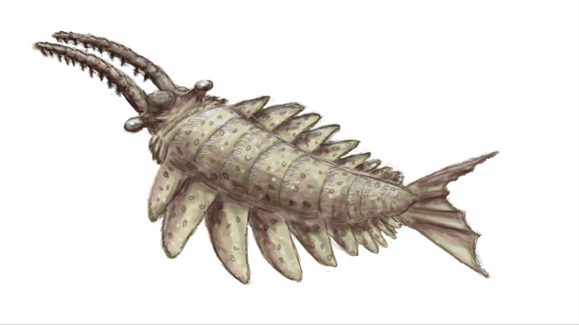 6. Anomalocaris