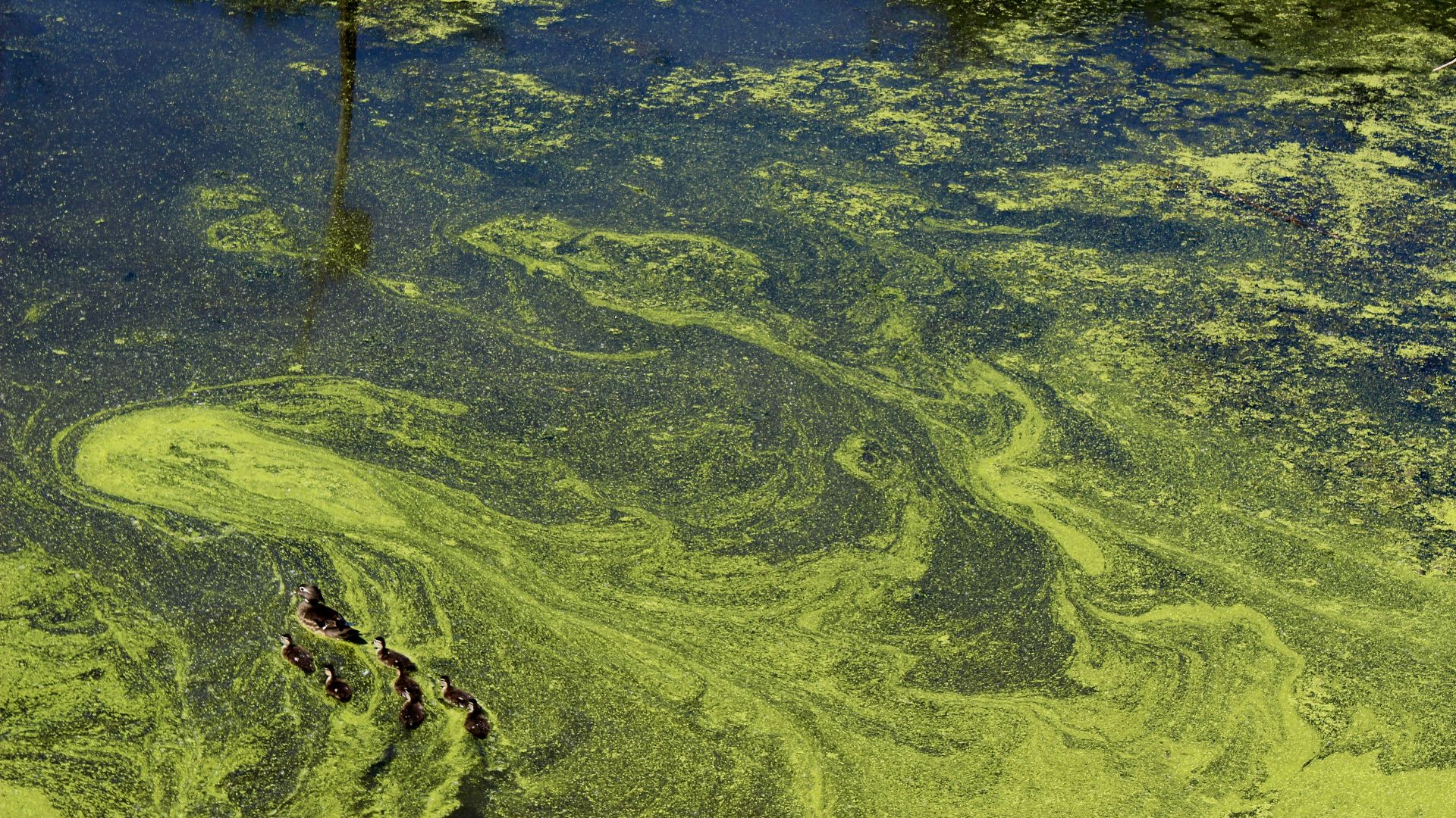 16. Protéines unicellulaires