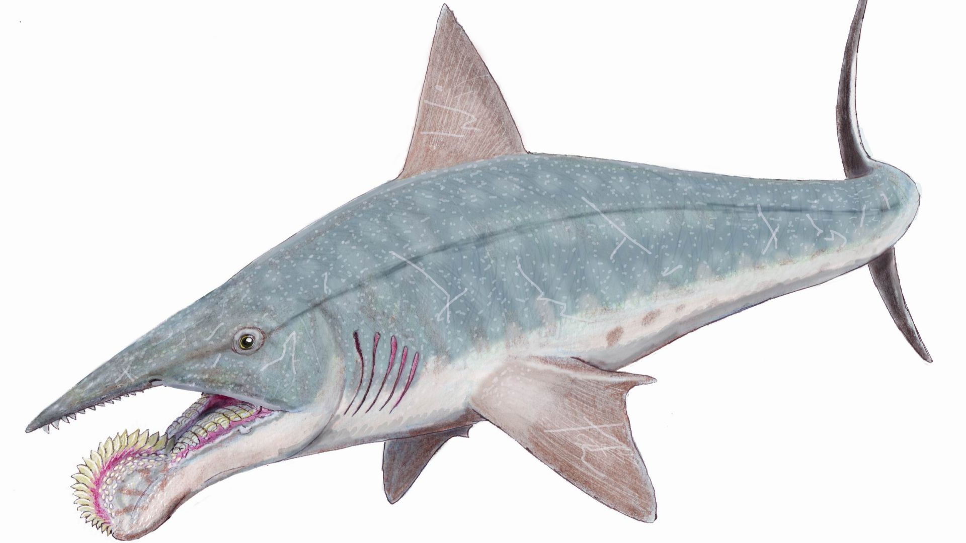 6. Helicoprion