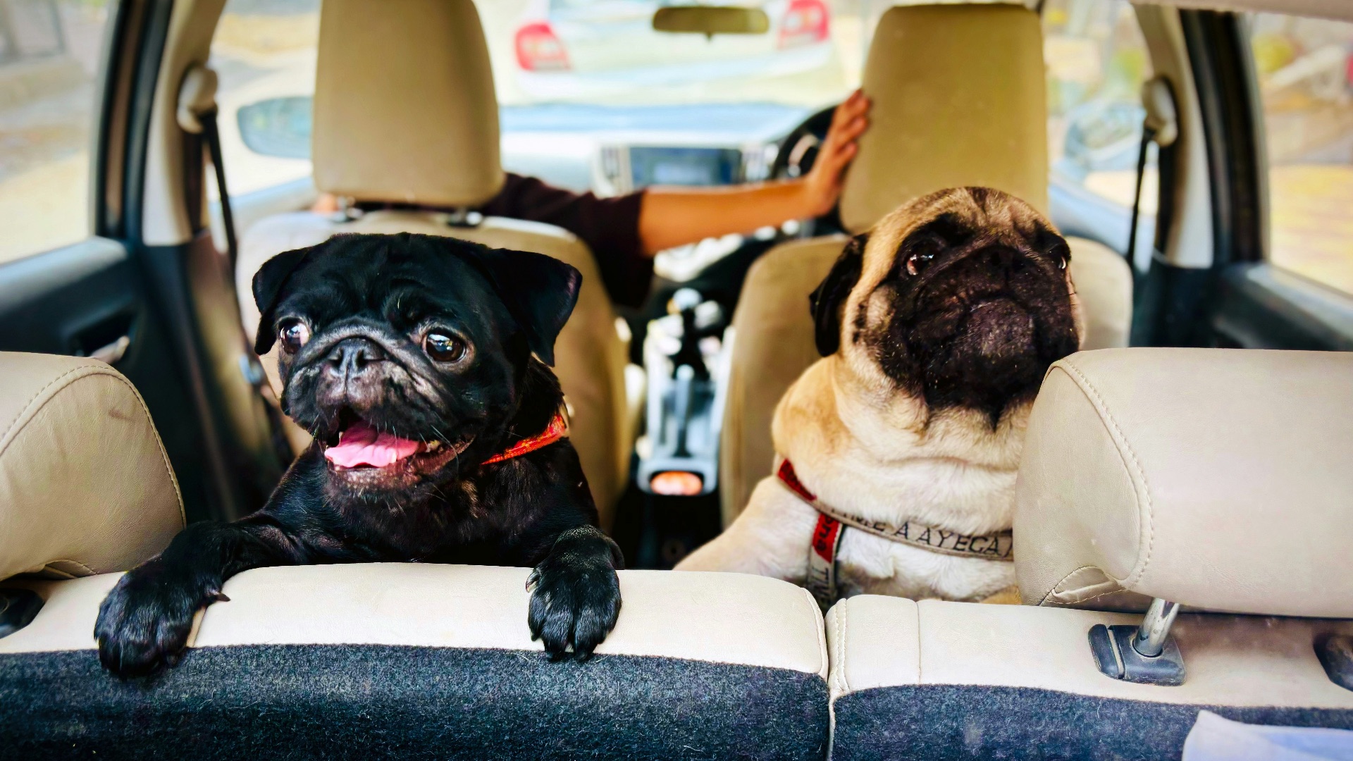 4. Les animaux de compagnie incitent à faire davantage de pauses