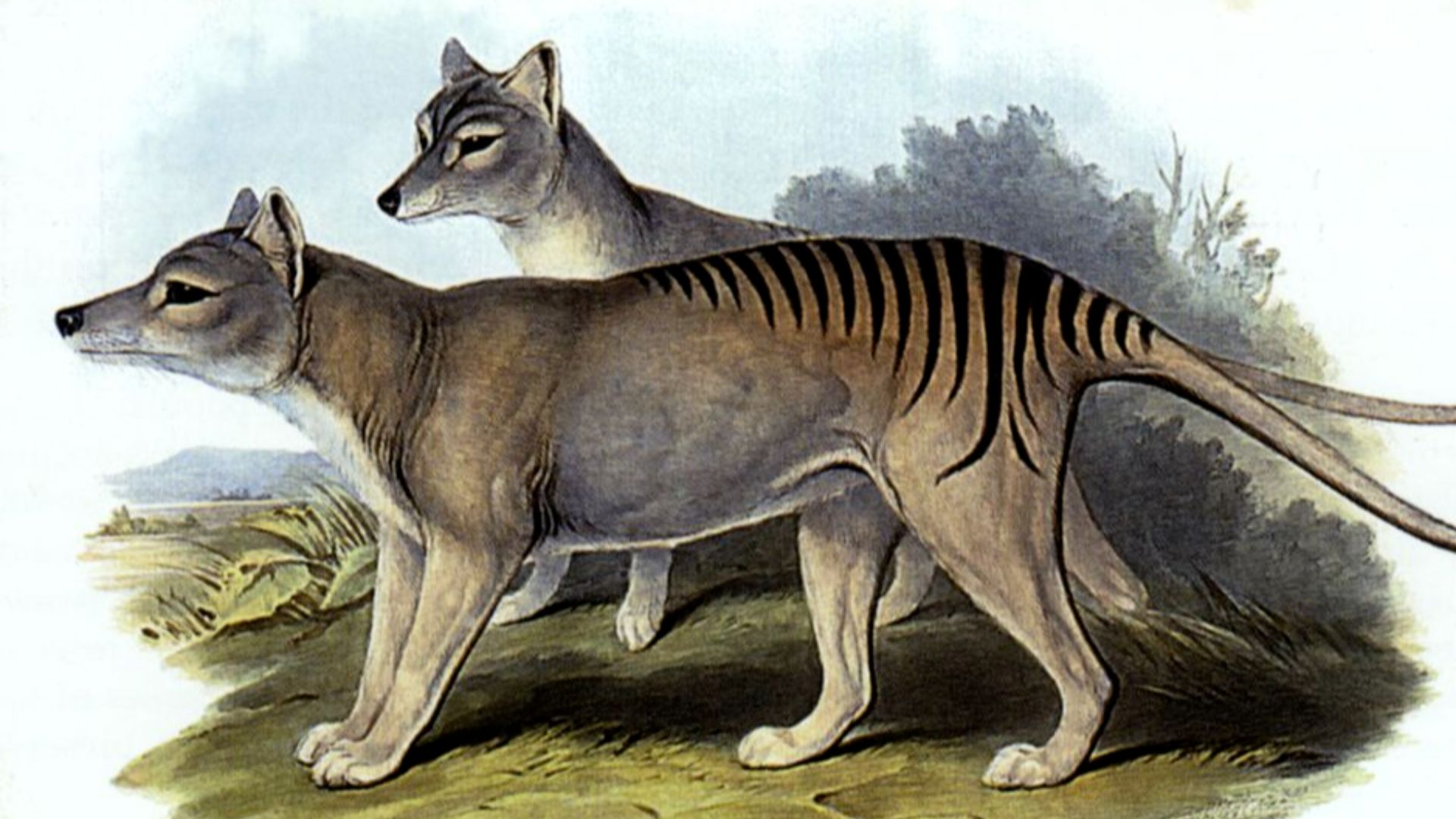 5. Le thylacine