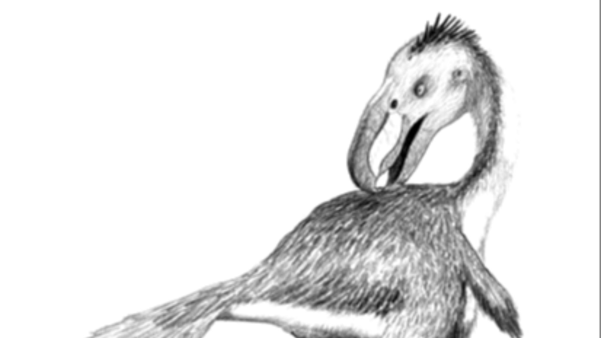 2. L'oiseau de terreur