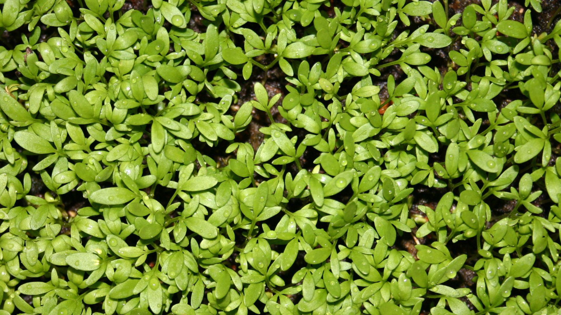 14. Cresson de jardin