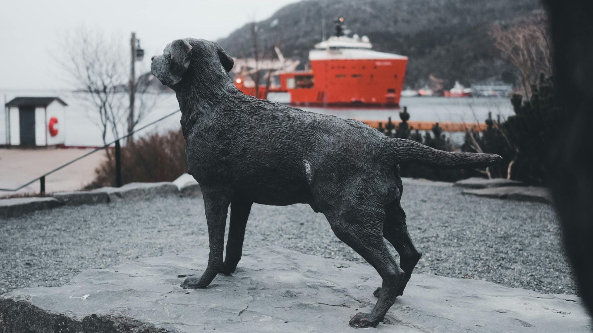10. Gander, le chien de Terre-Neuve à Hong Kong