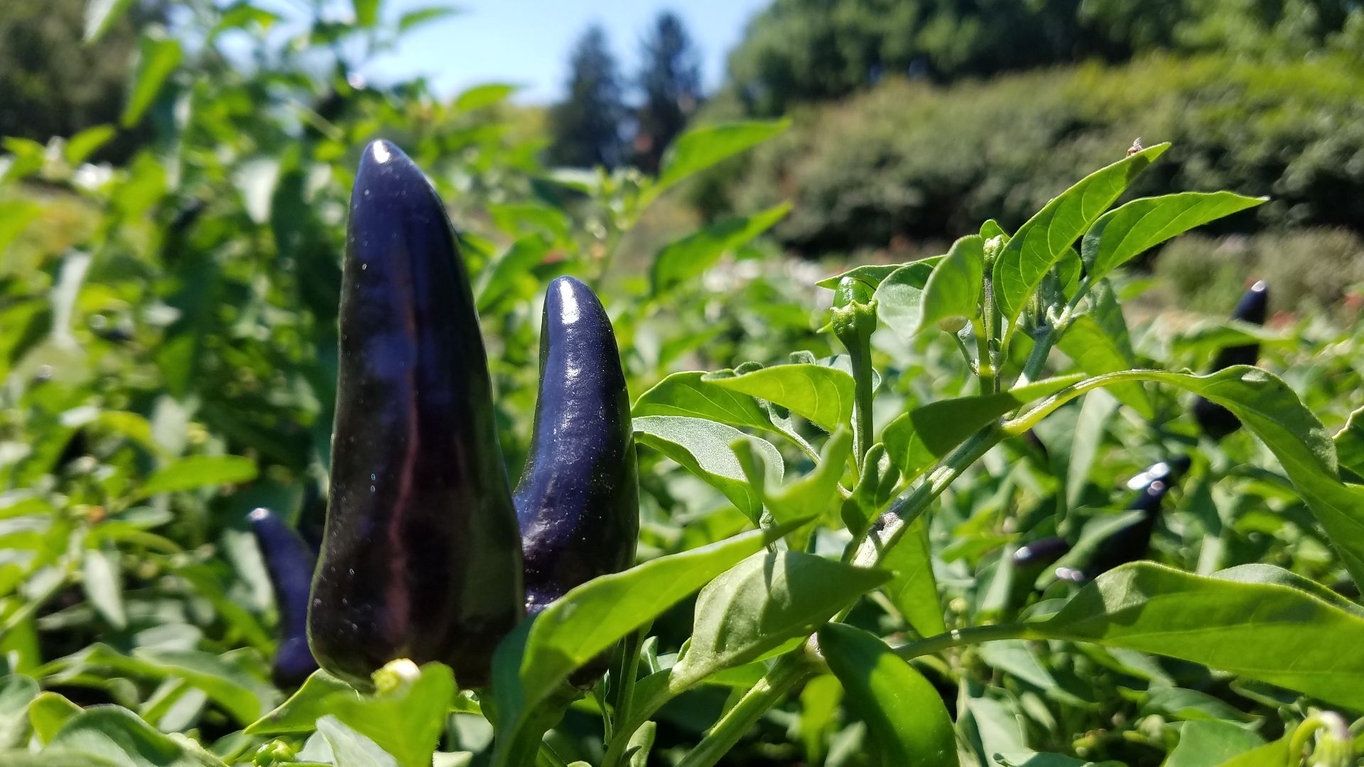 17. Atomic Garden Produce