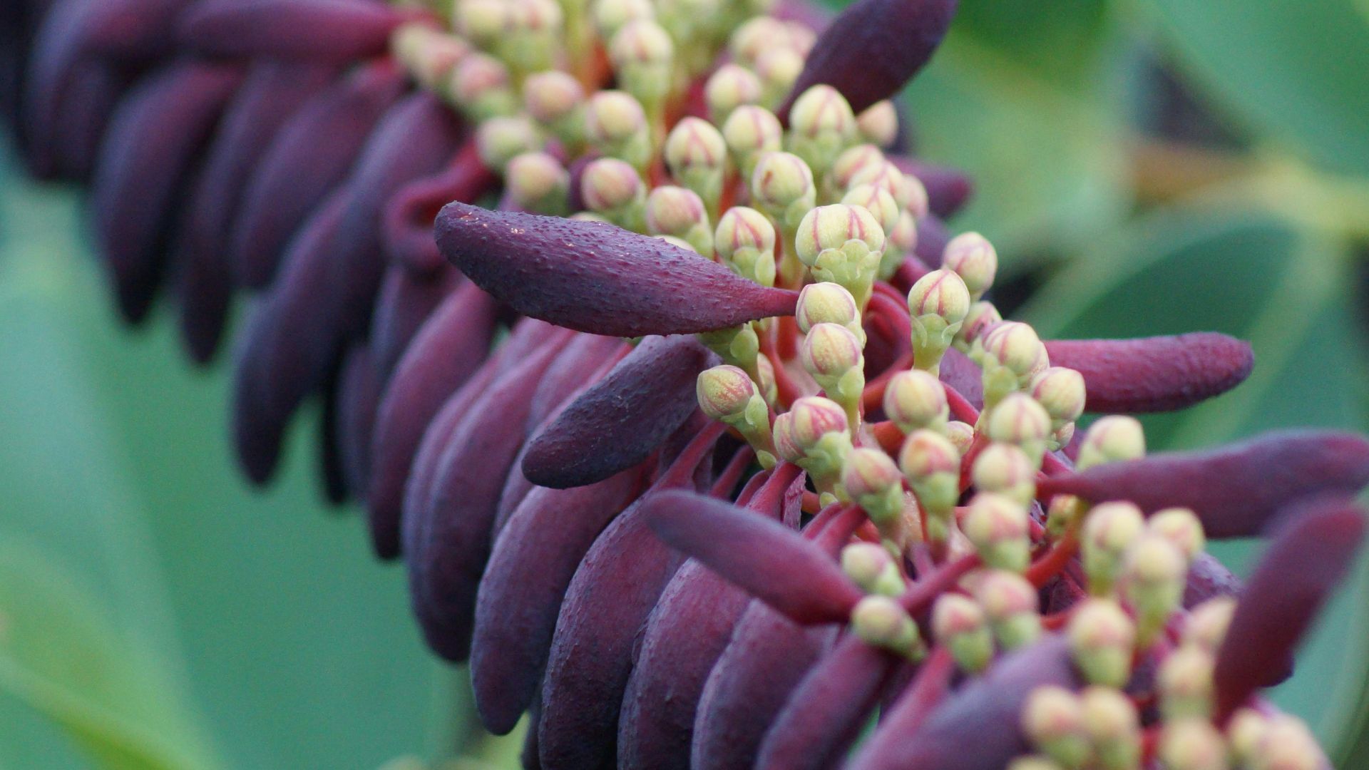 2. Akebia