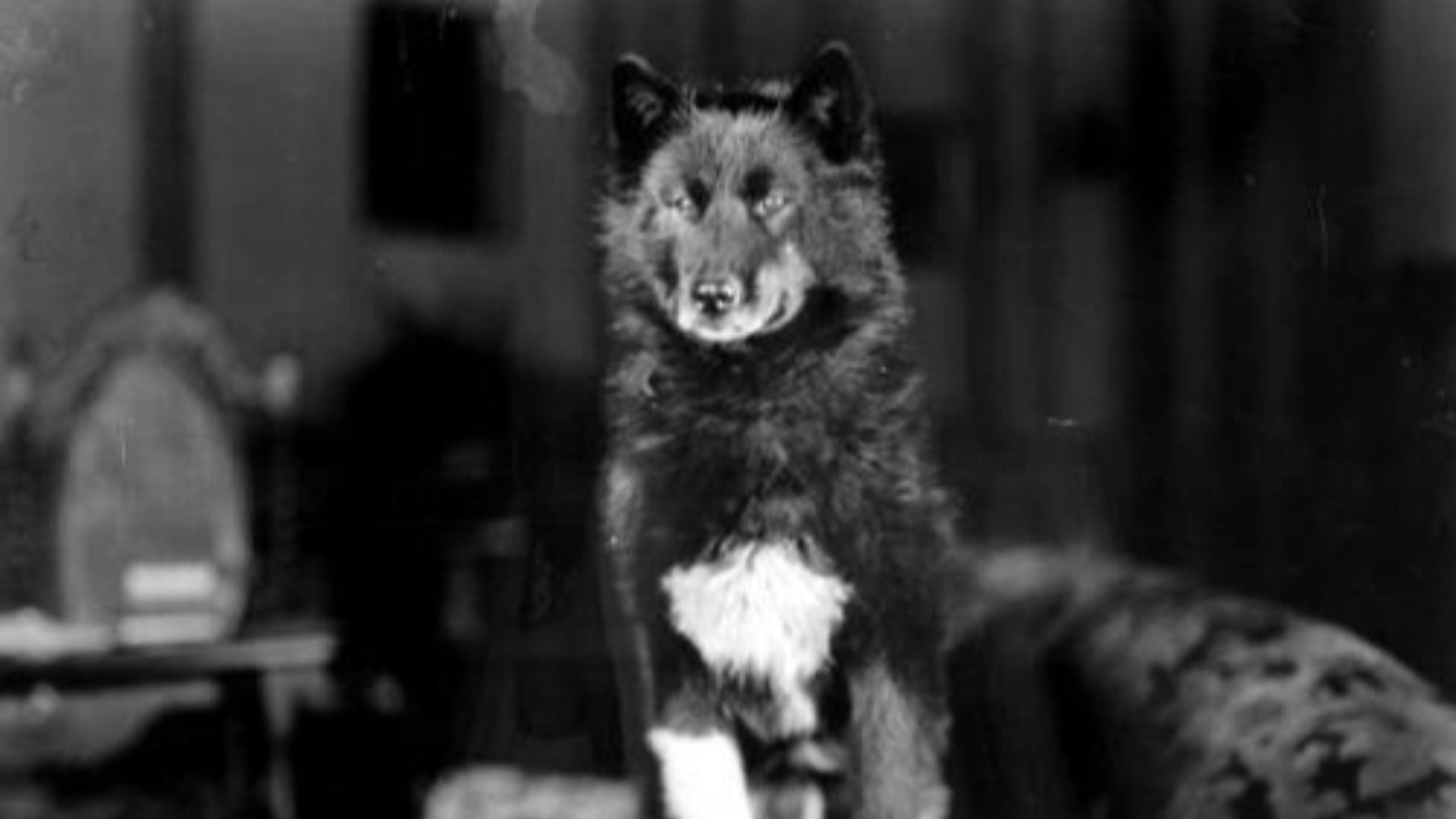 1. Balto