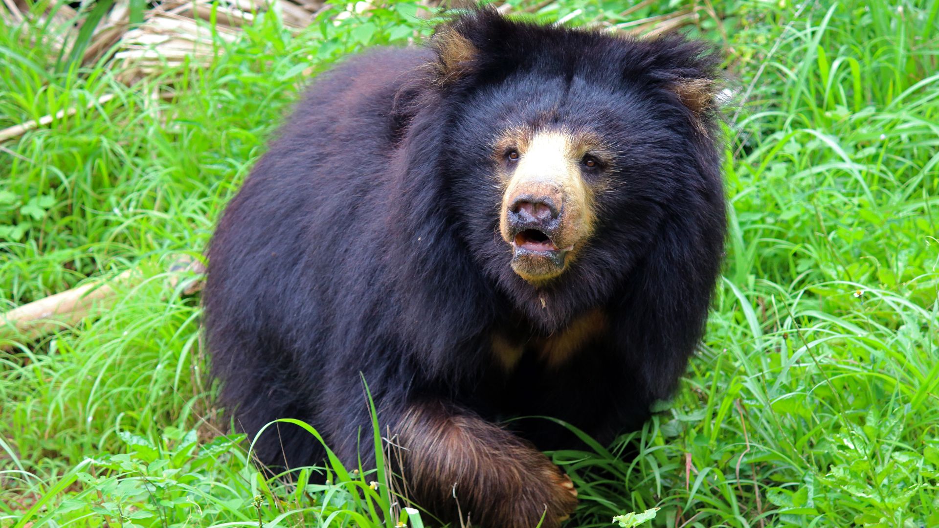 14. L'ours lippu de Mysore