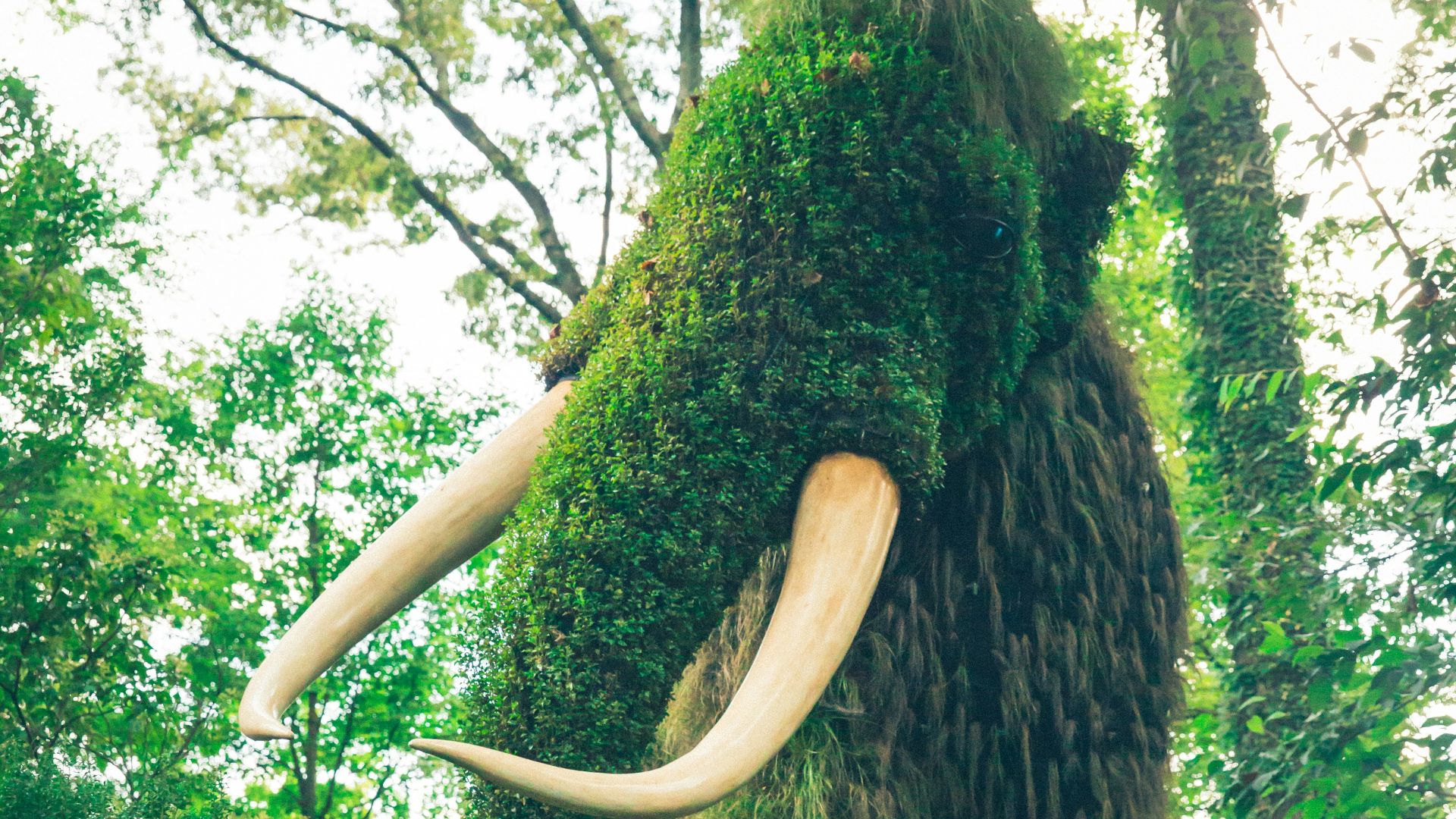 6. Les mammouths se nourrissaient principalement de végétaux