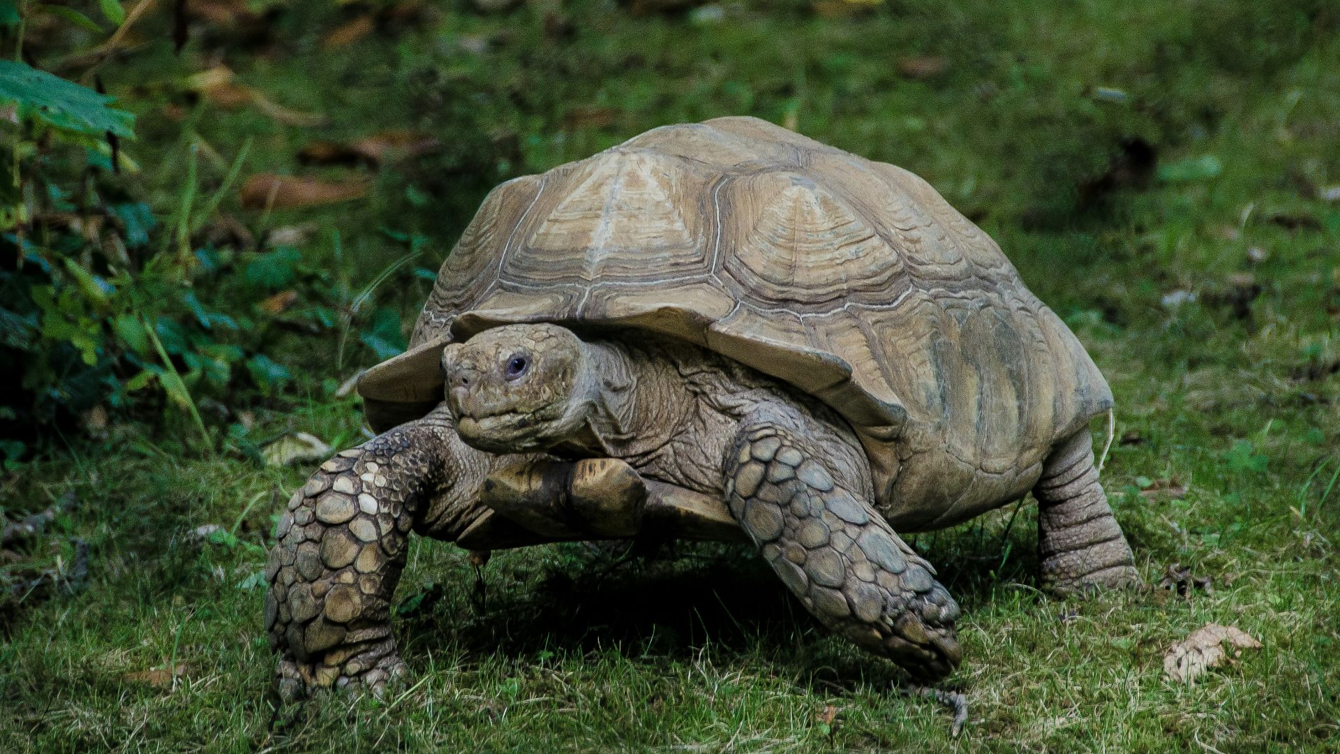 16. Les tortues