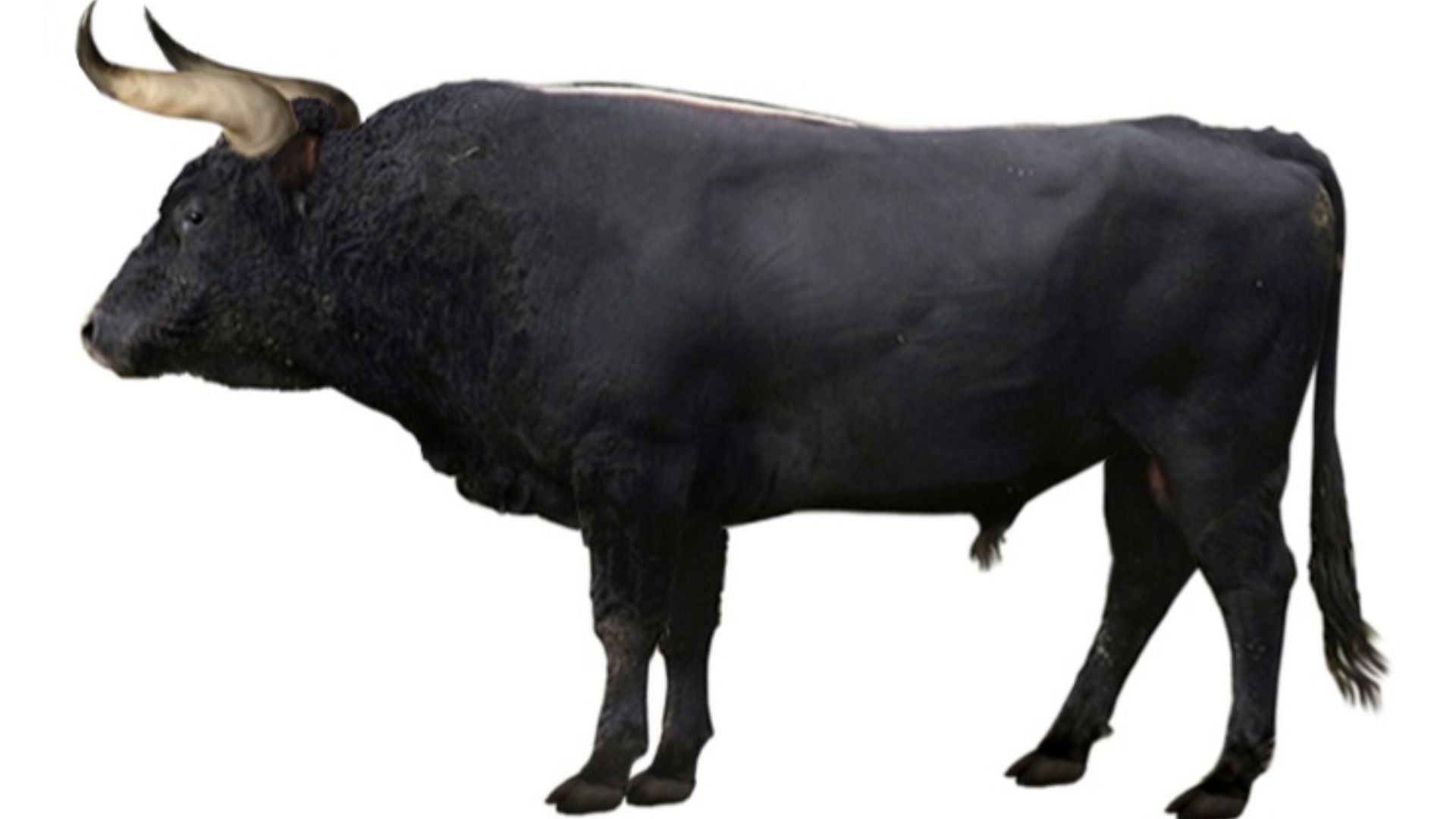 16. Aurochs