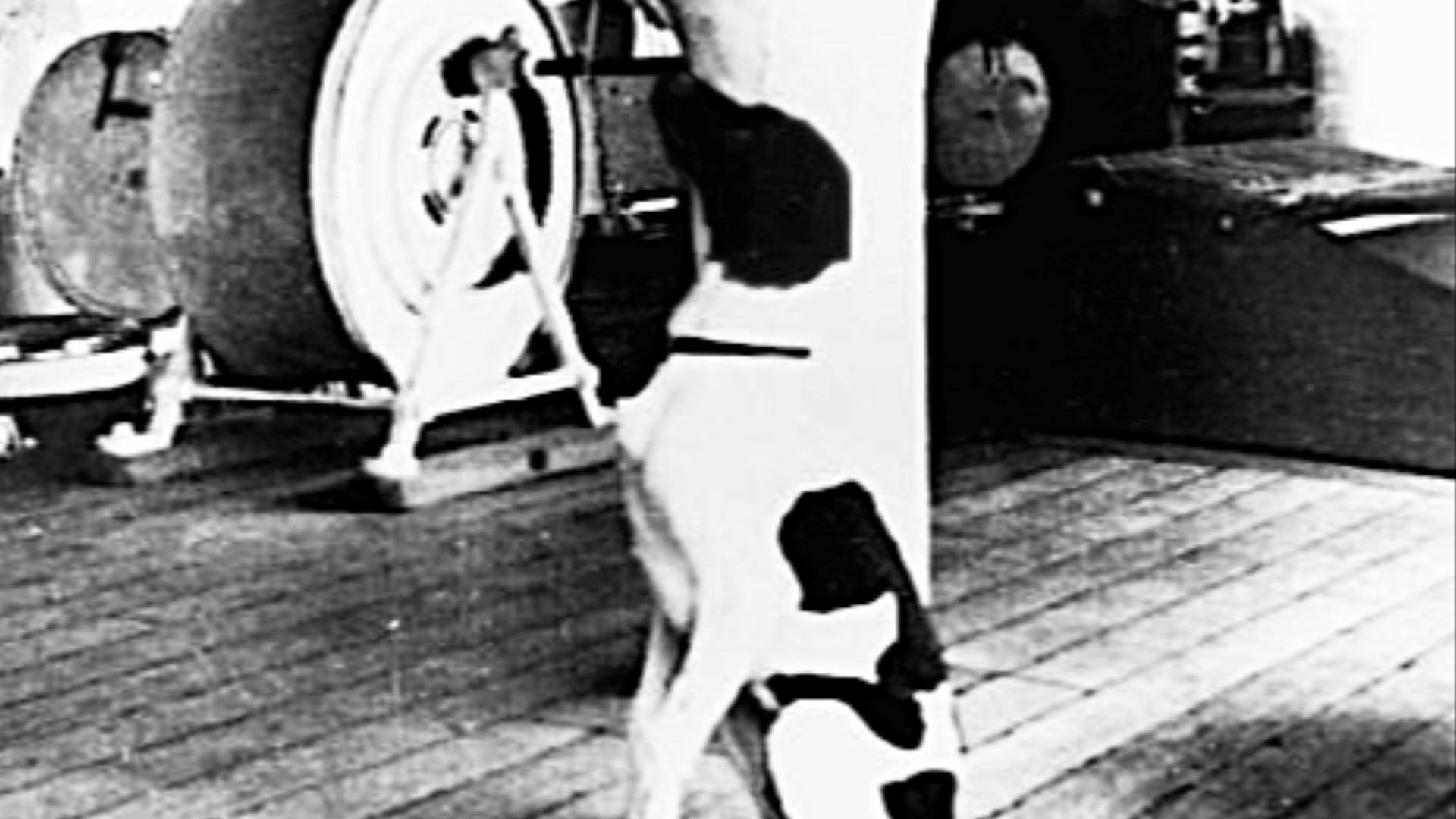 13. Judy