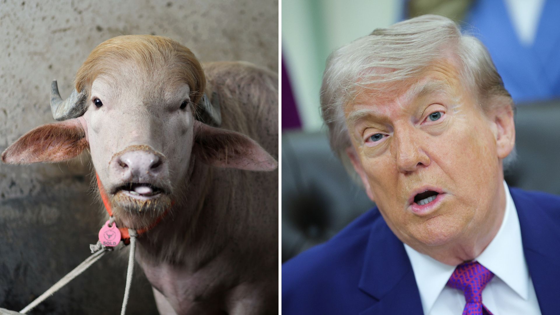 Donald Trump Doppelgänger Buffalo Breaks the Internet With Matching Hair
