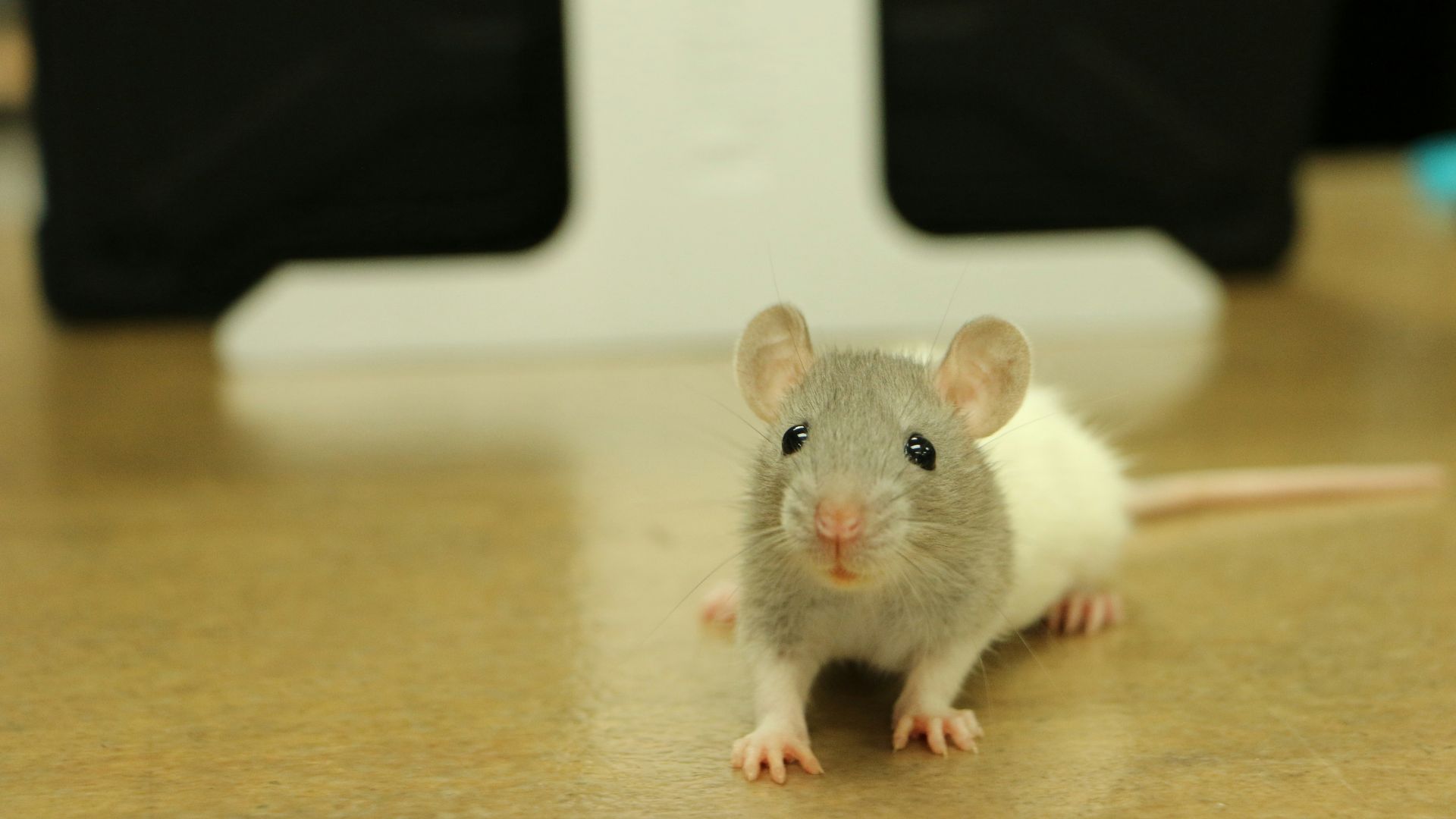 18. Les souris d'Apollo 17