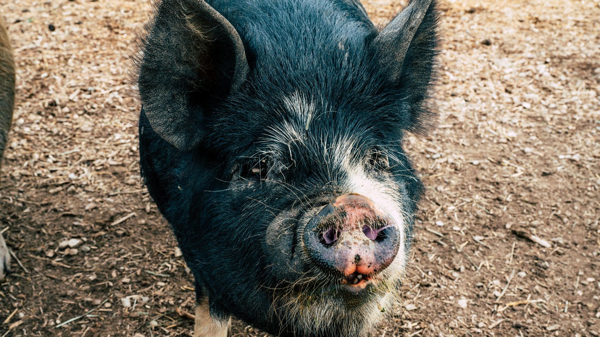 16. Le roi Neptune, le cochon de la collecte de fonds