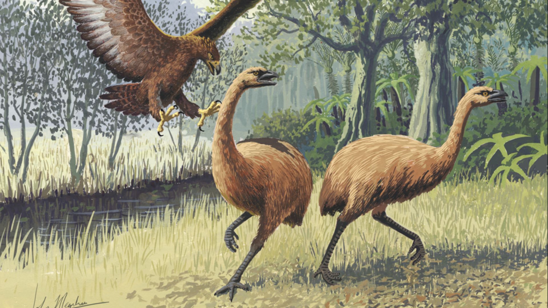 4. Moa