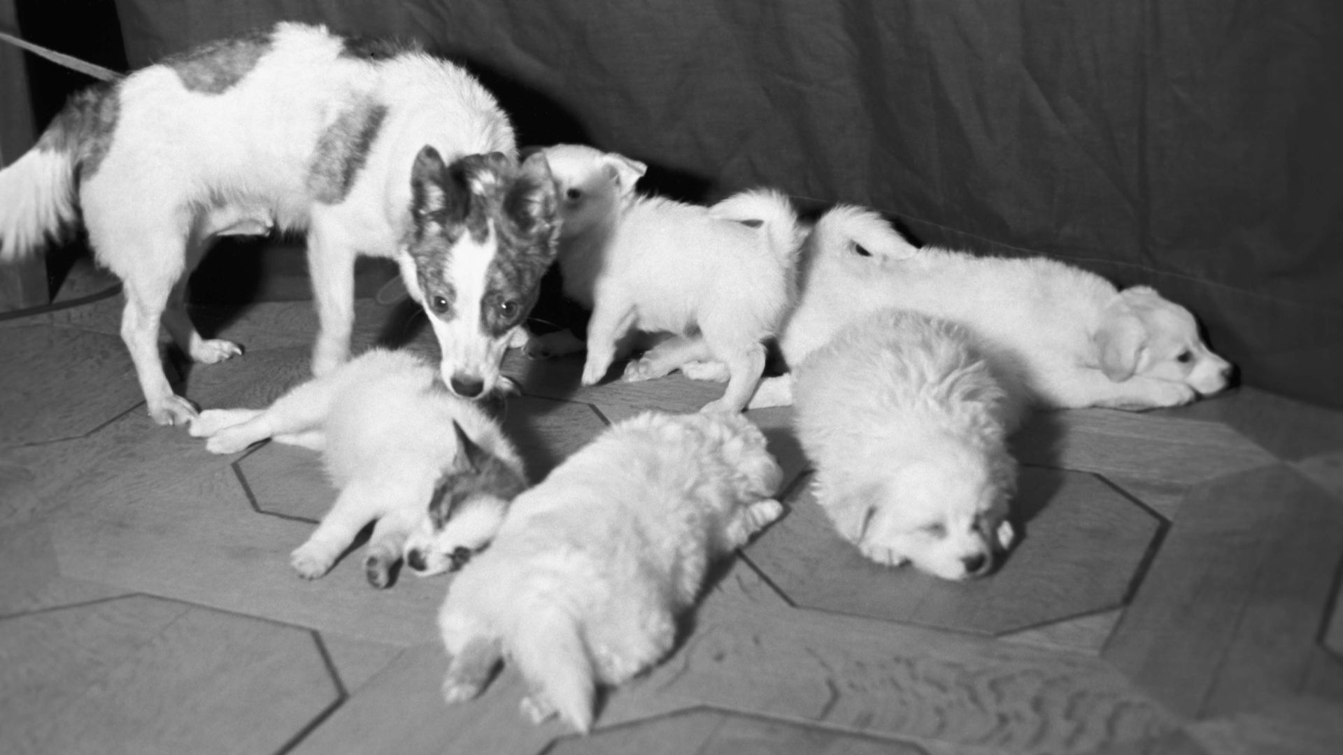 11. Le chiot de Strelka