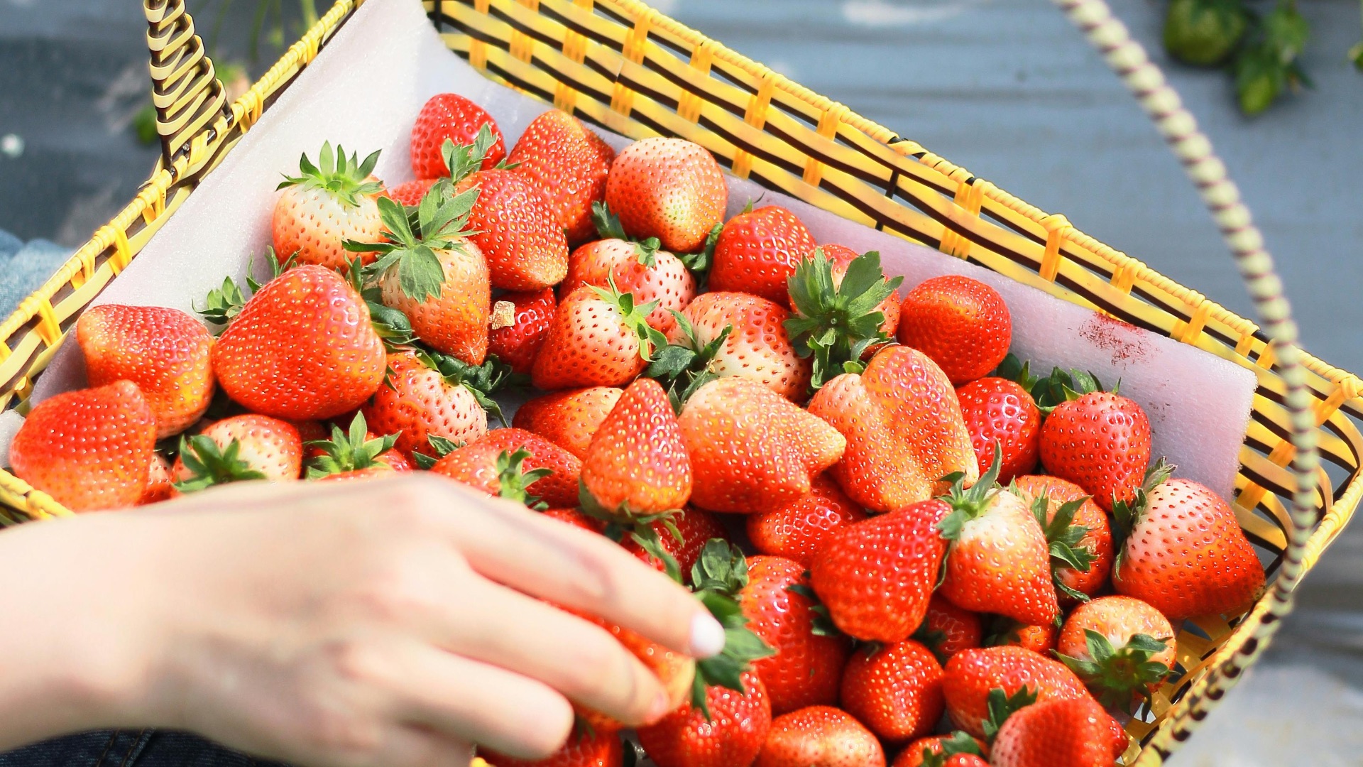 7. Consommer des fruits fraîchement cueillis permet d'optimiser leur valeur nutritionnelle