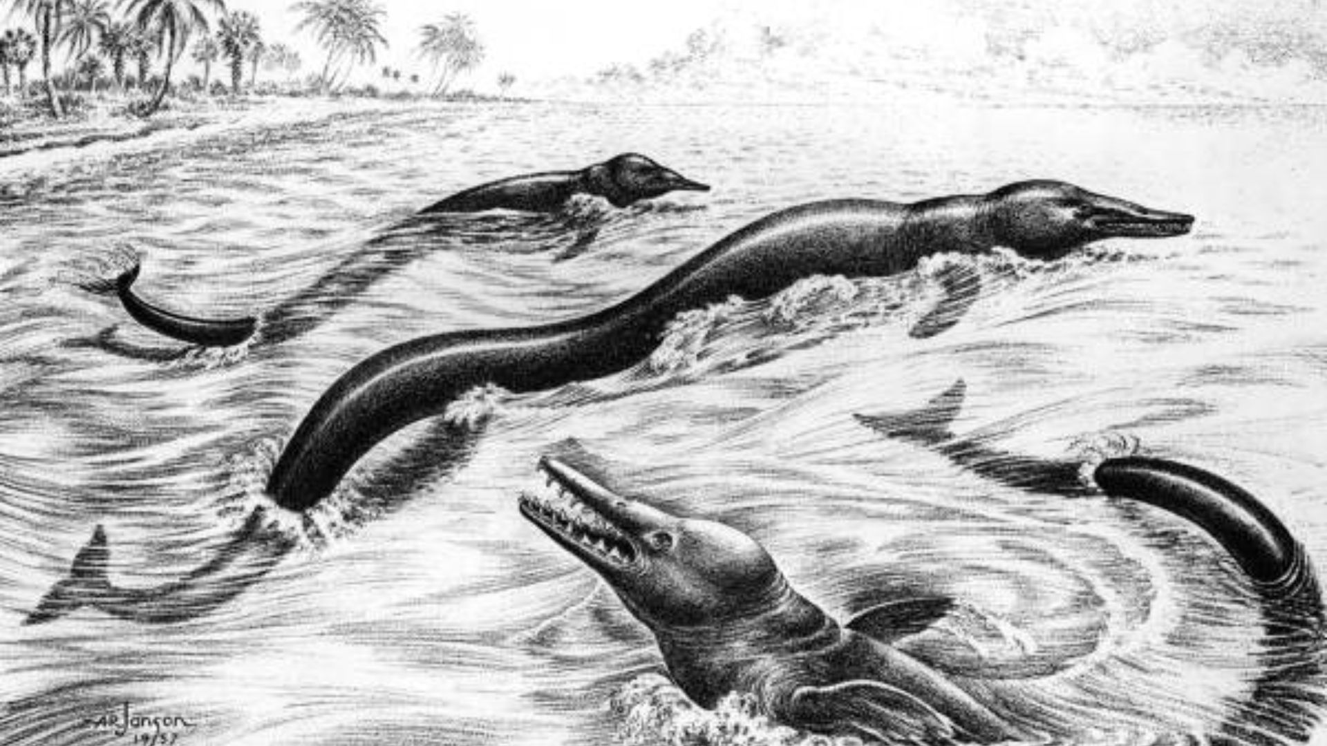 7. Basilosaurus