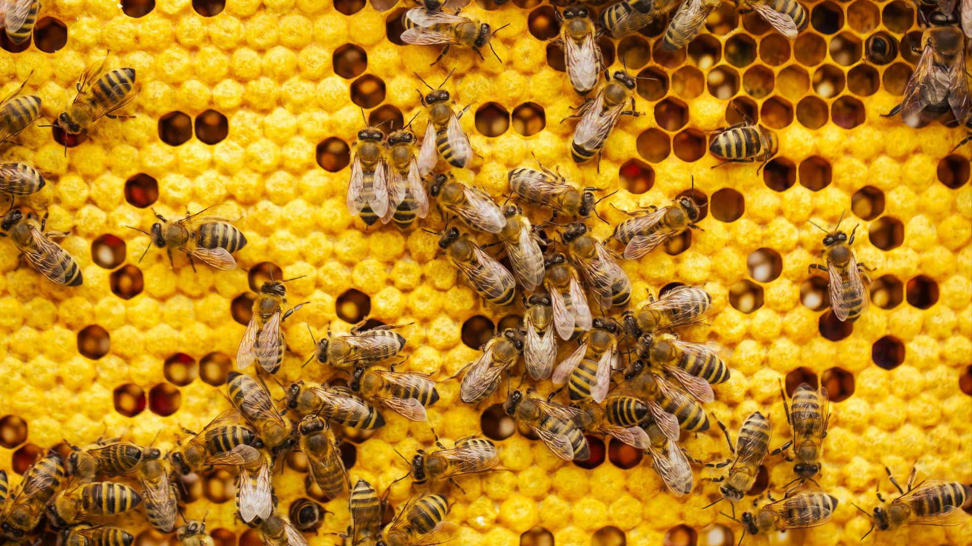 2. Les abeilles