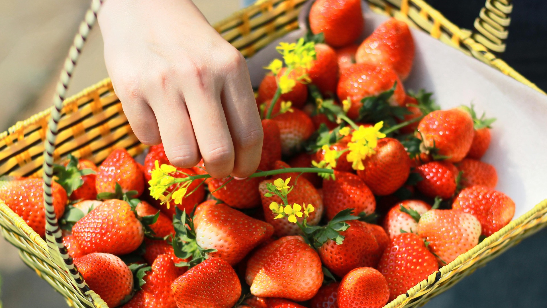 5. Des réactions allergiques aux plantes et au pollen sont possibles