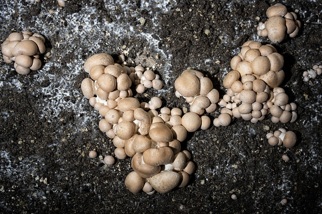 American mushrooms growers feel threatened
