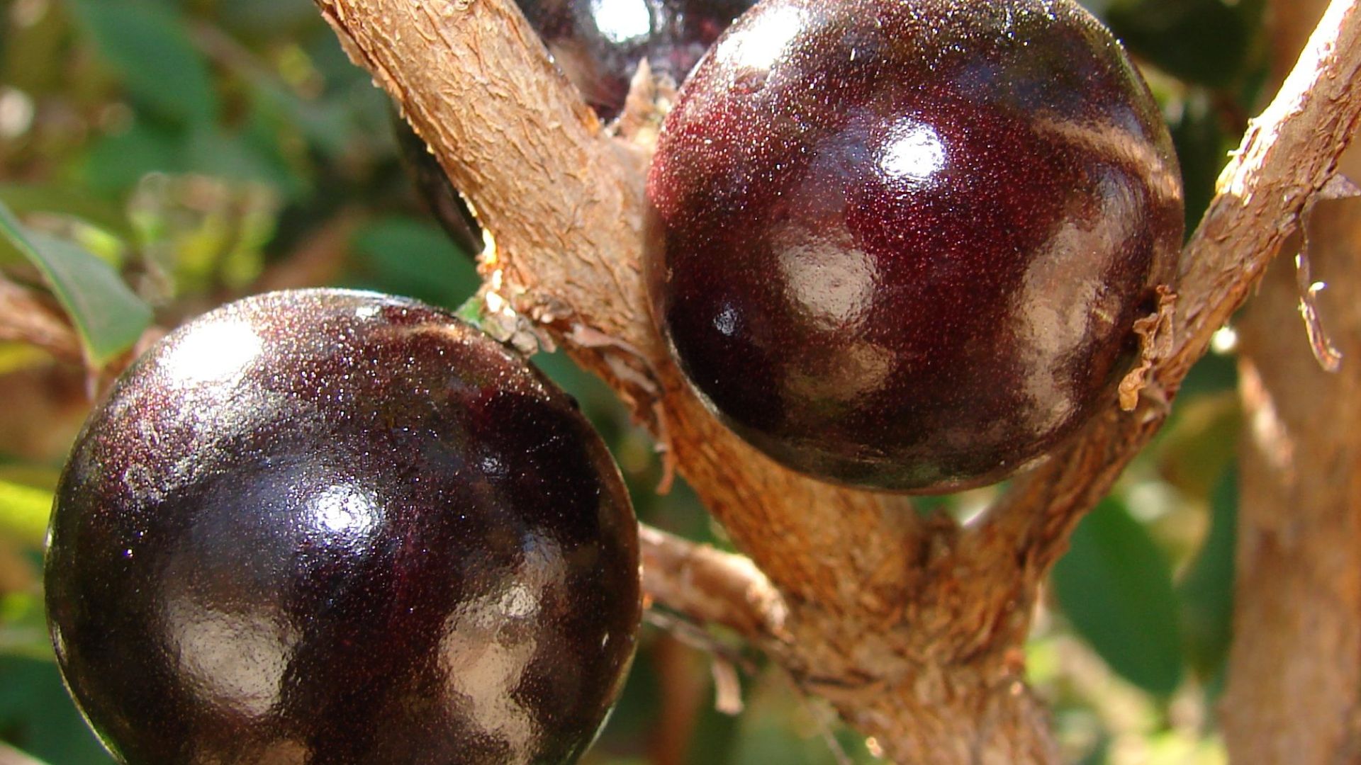 3. Jabuticaba