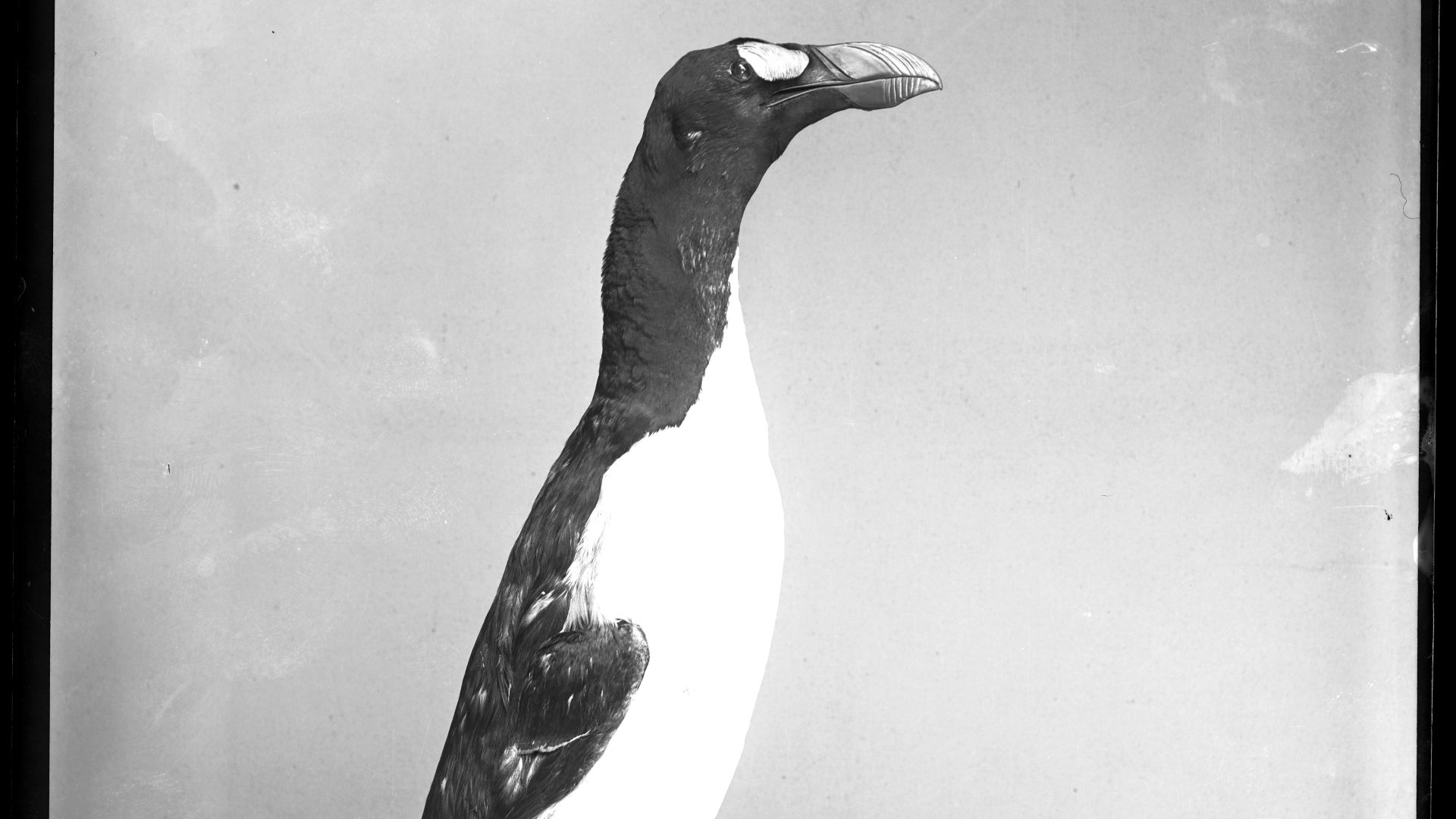 2. Le grand pingouin