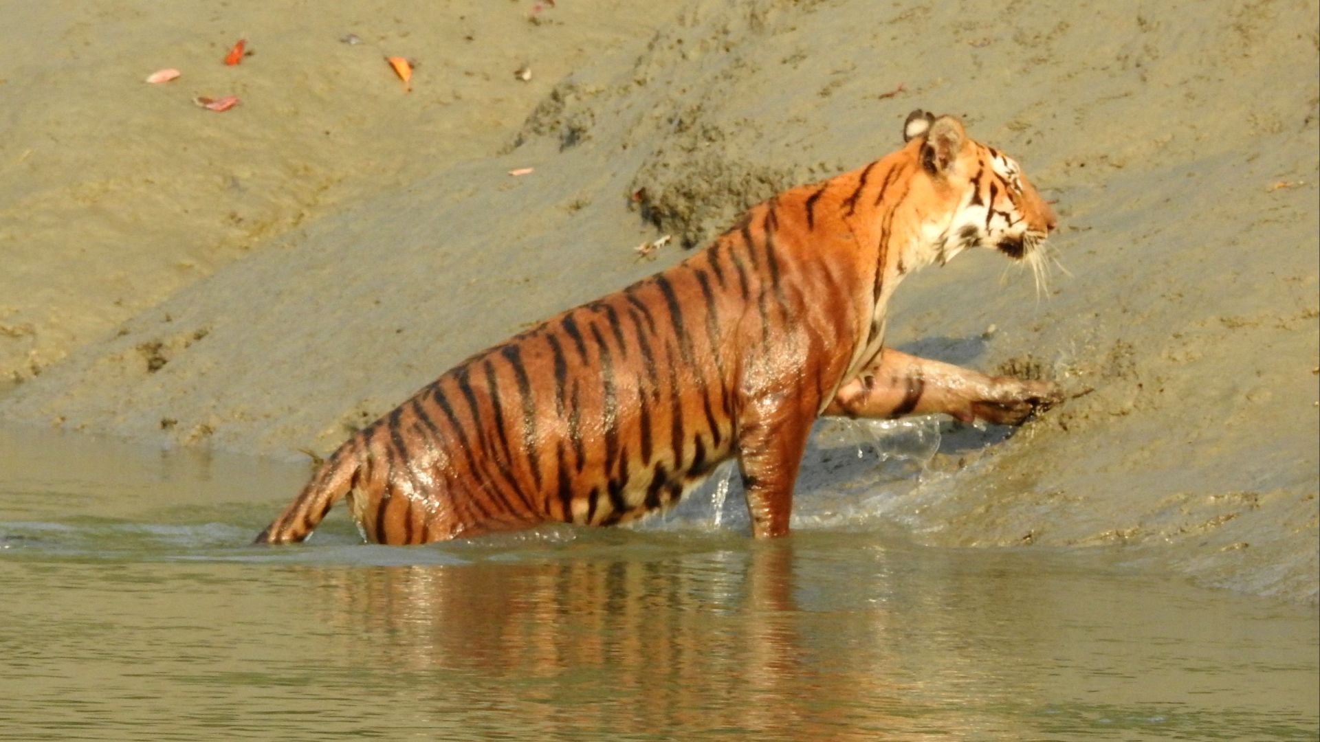 20. Les tigres des Sundarbans