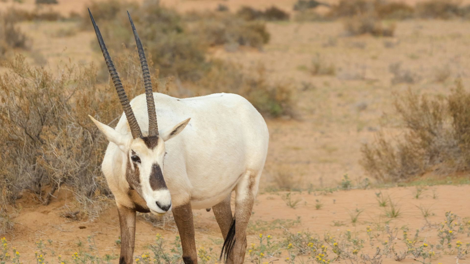 8. L'oryx d'Arabie