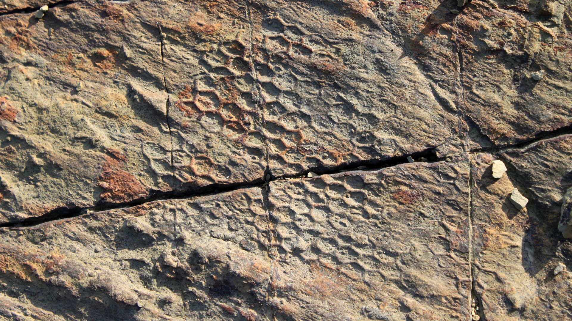 20. Paleodictyon