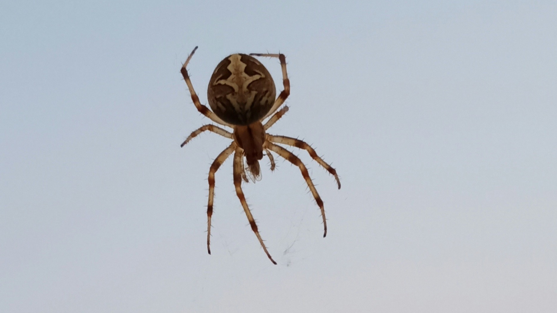 1. Les araignées
