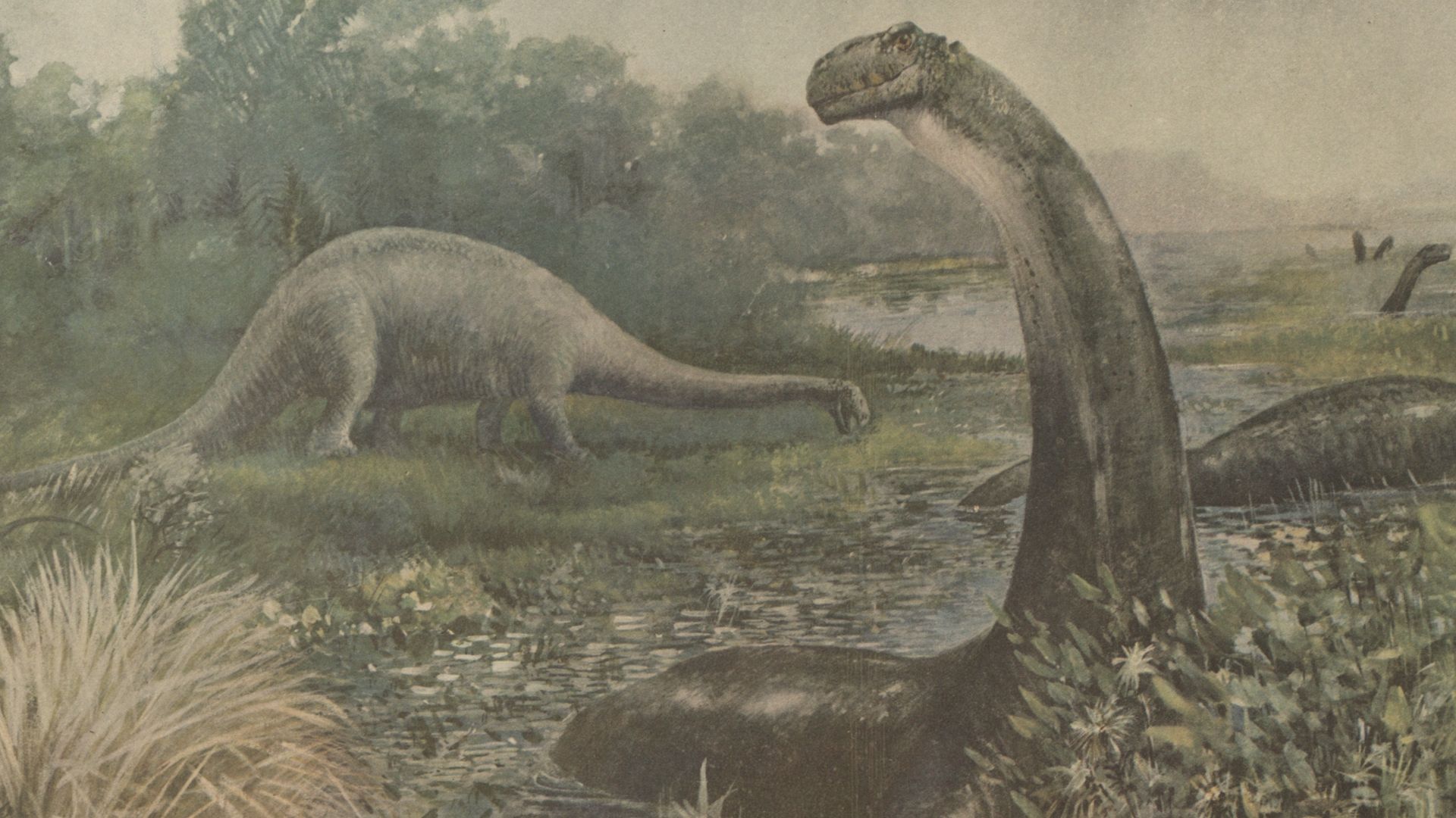 5. Brontosaure