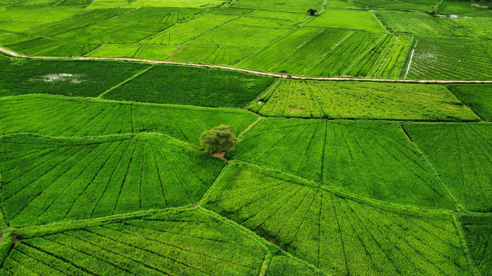 7. La révolution verte dans l'agriculture