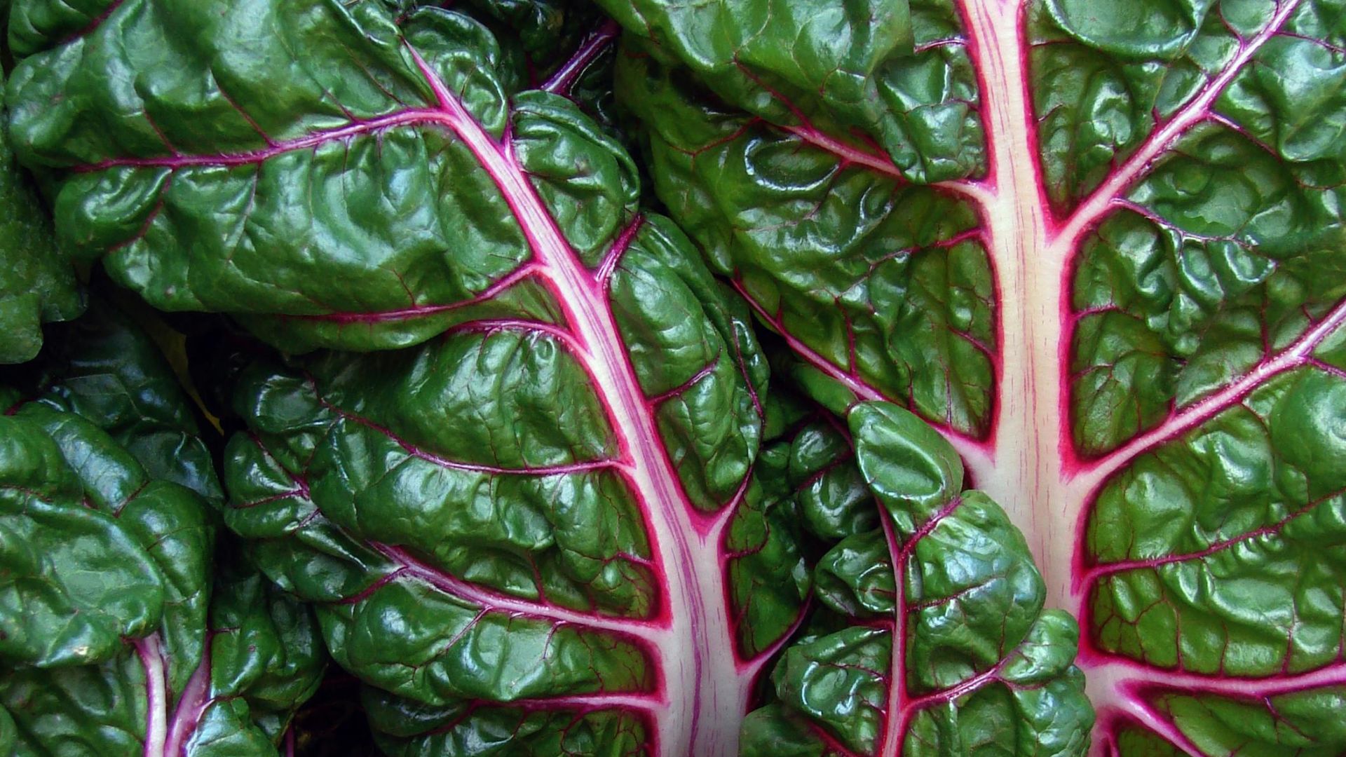 7. Bette à carde