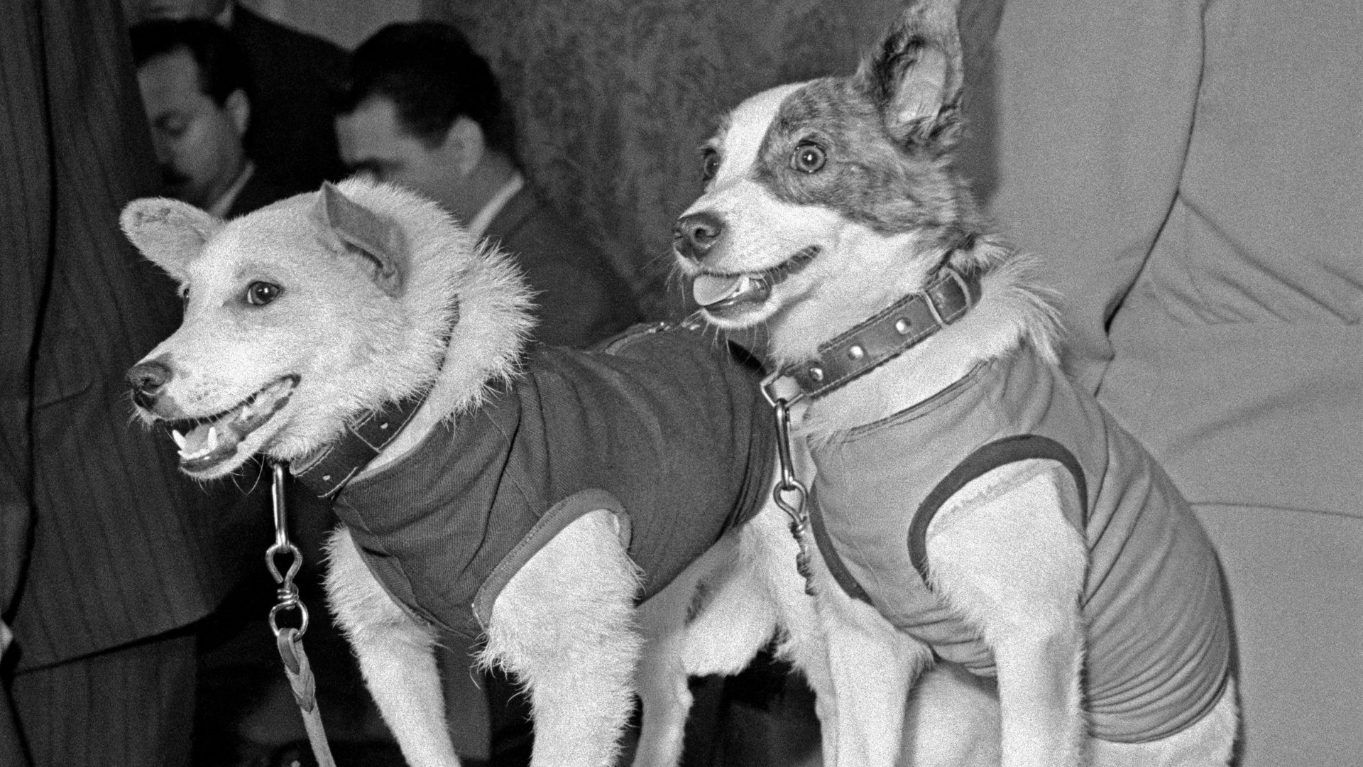 10. Belka et Strelka