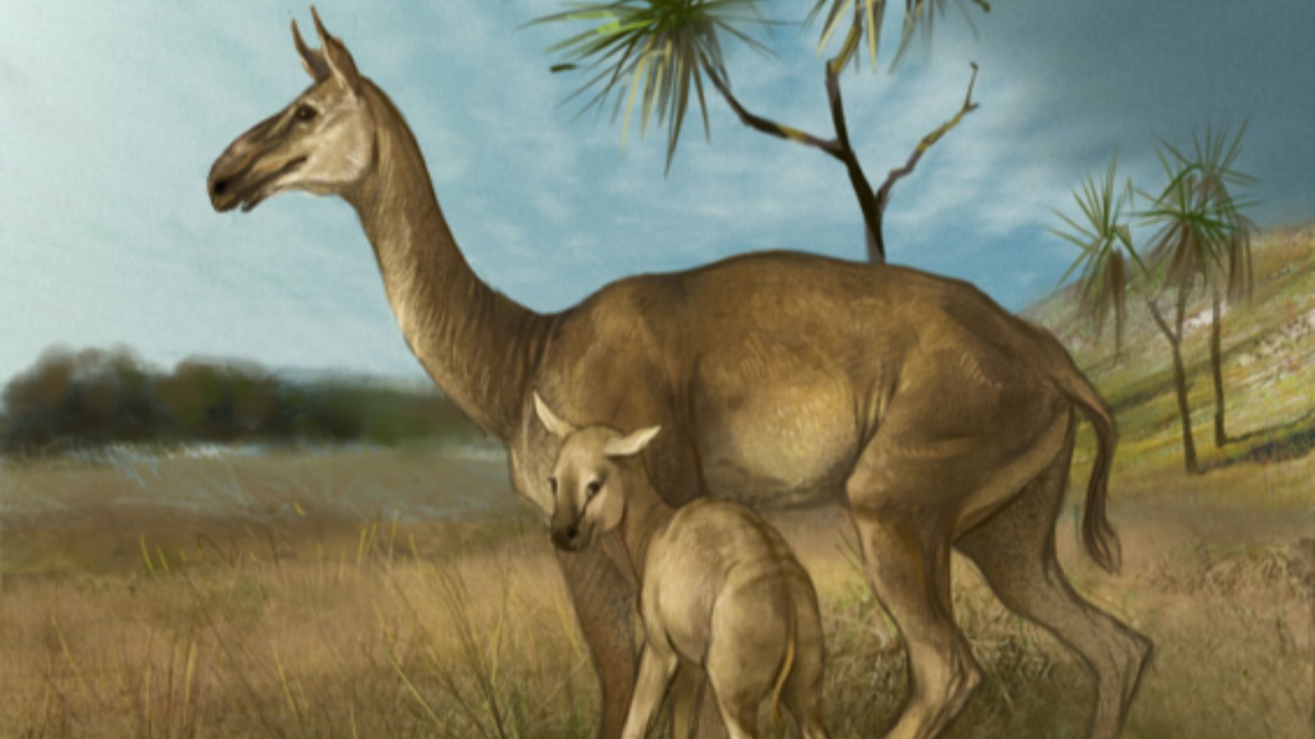 12. Macrauchenia