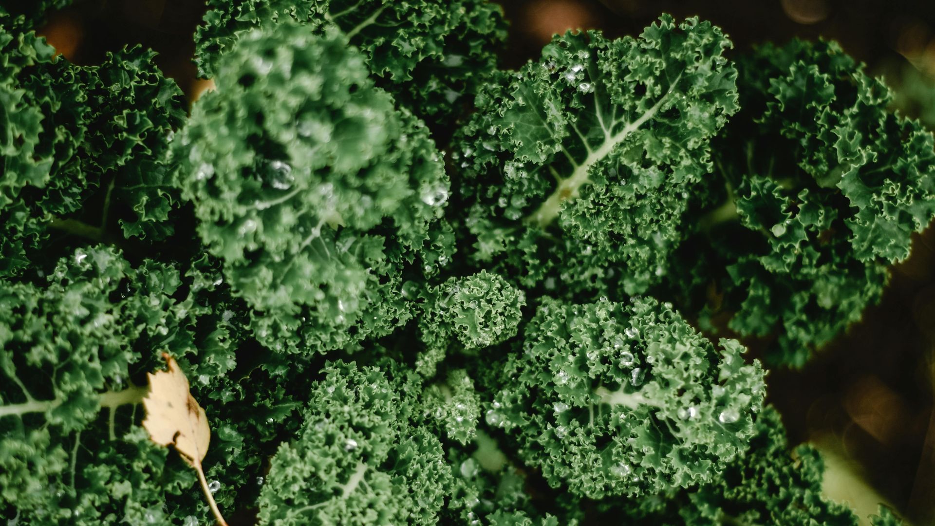 1. Légumes verts à feuilles