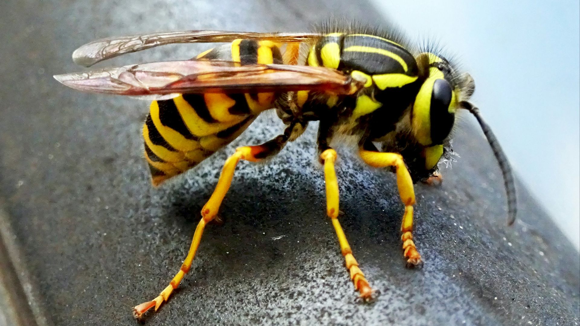 10. Piqûres d'insectes
