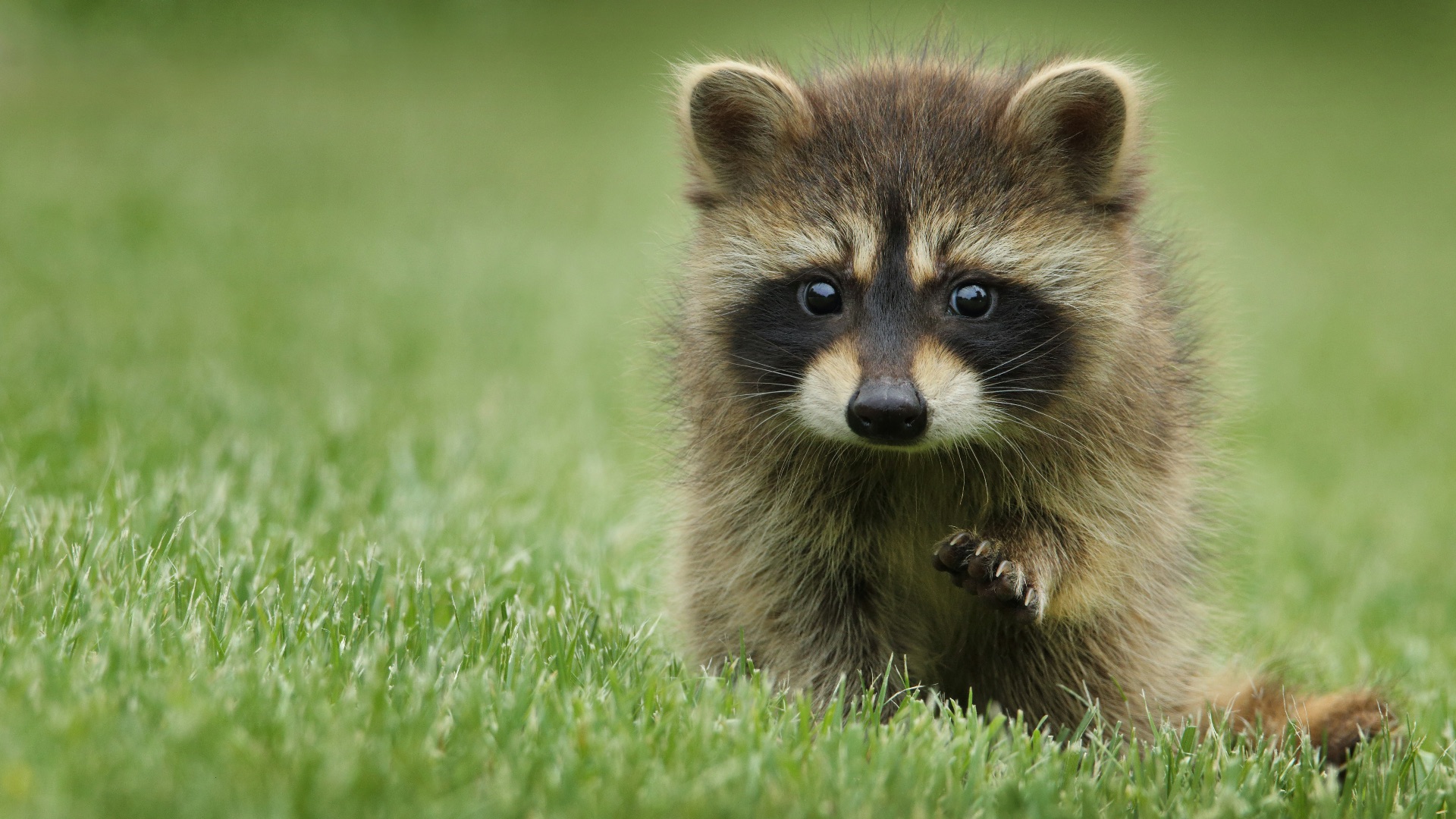 10. Les rencontres avec la faune sauvage peuvent comporter des risques inattendus