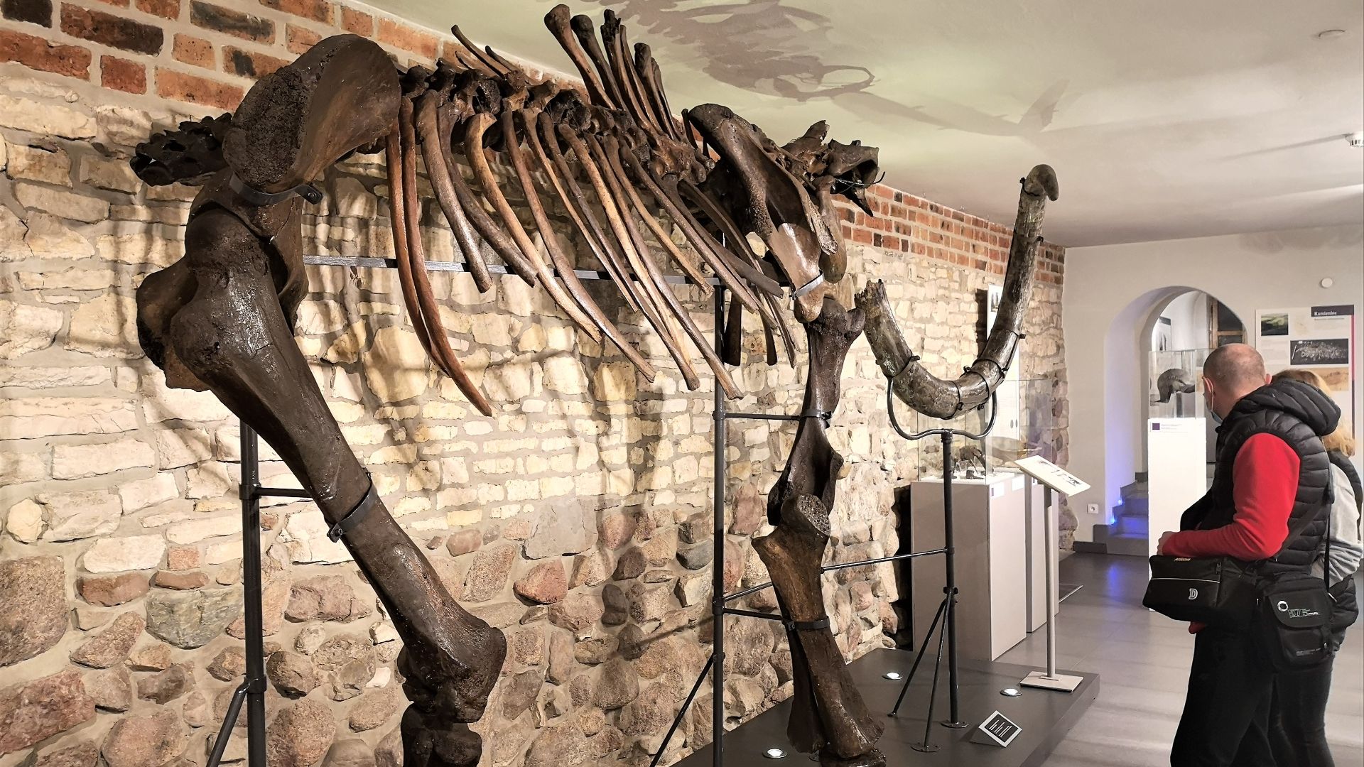 17. Les humains ont probablement contribué à leur extinction