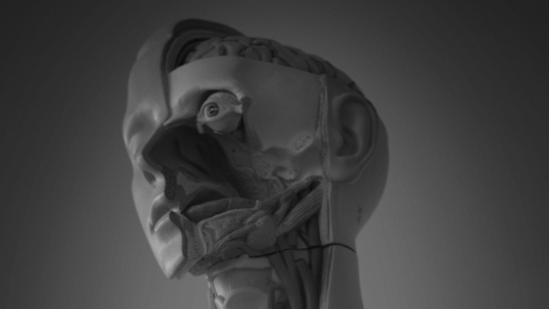 4. La loi sur l'anatomie