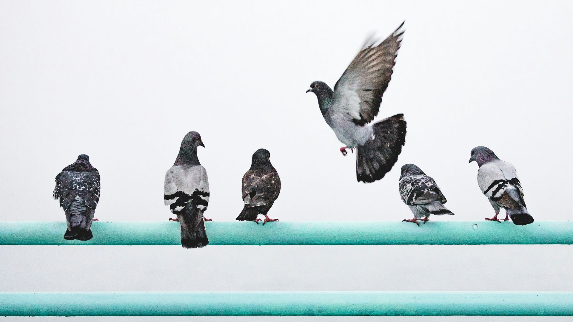 6. Les pigeons