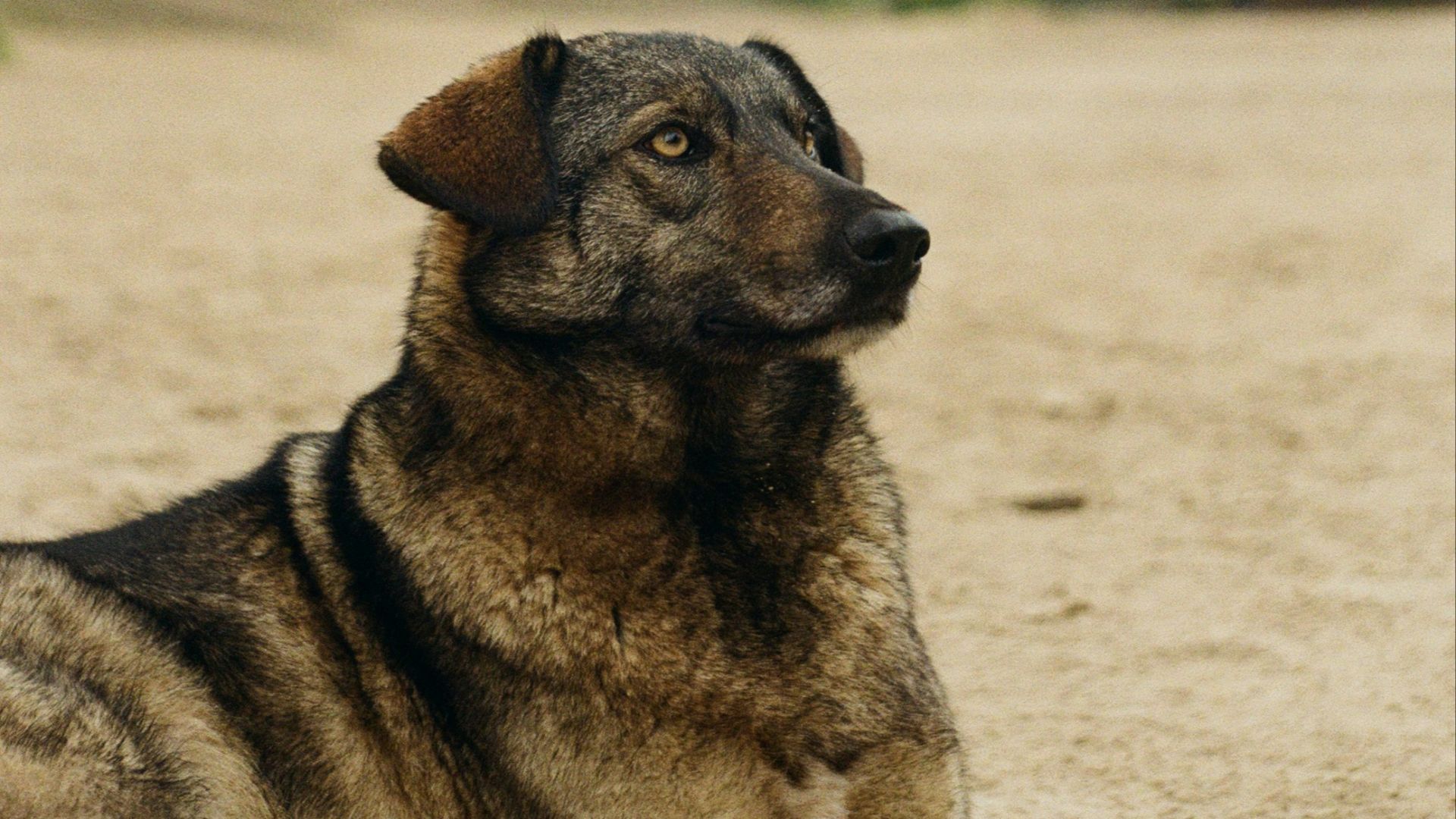 3. Les chiens soviétiques
