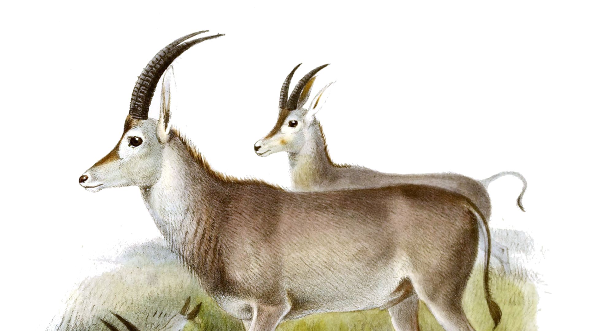 15. Bluebuck